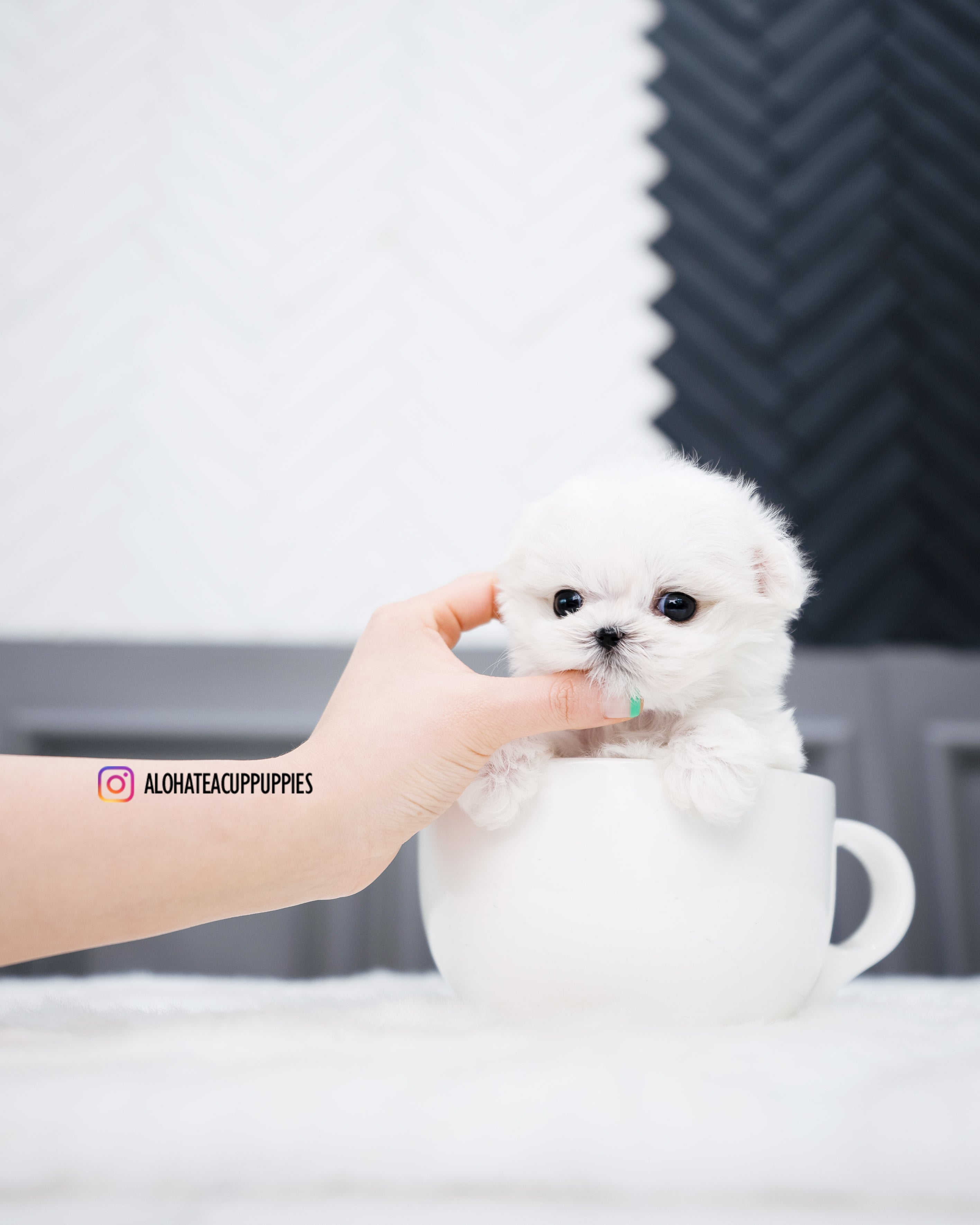Elsa [MALTÉS TAZA DE TÉ]