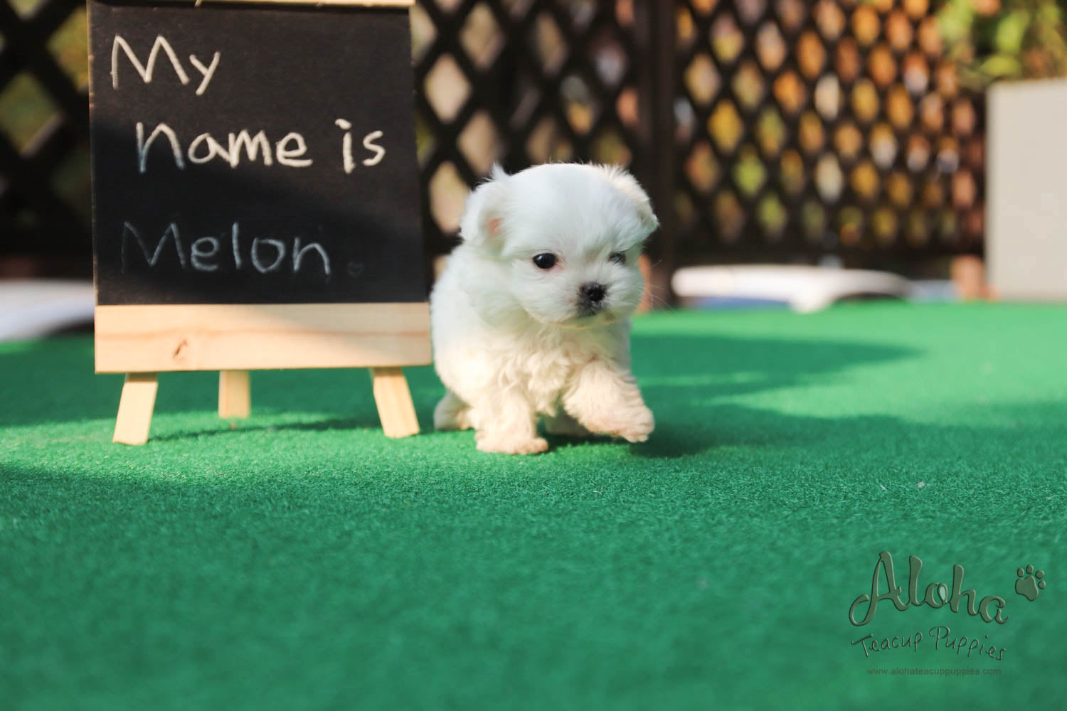 Melon [Teacup Maltese]
