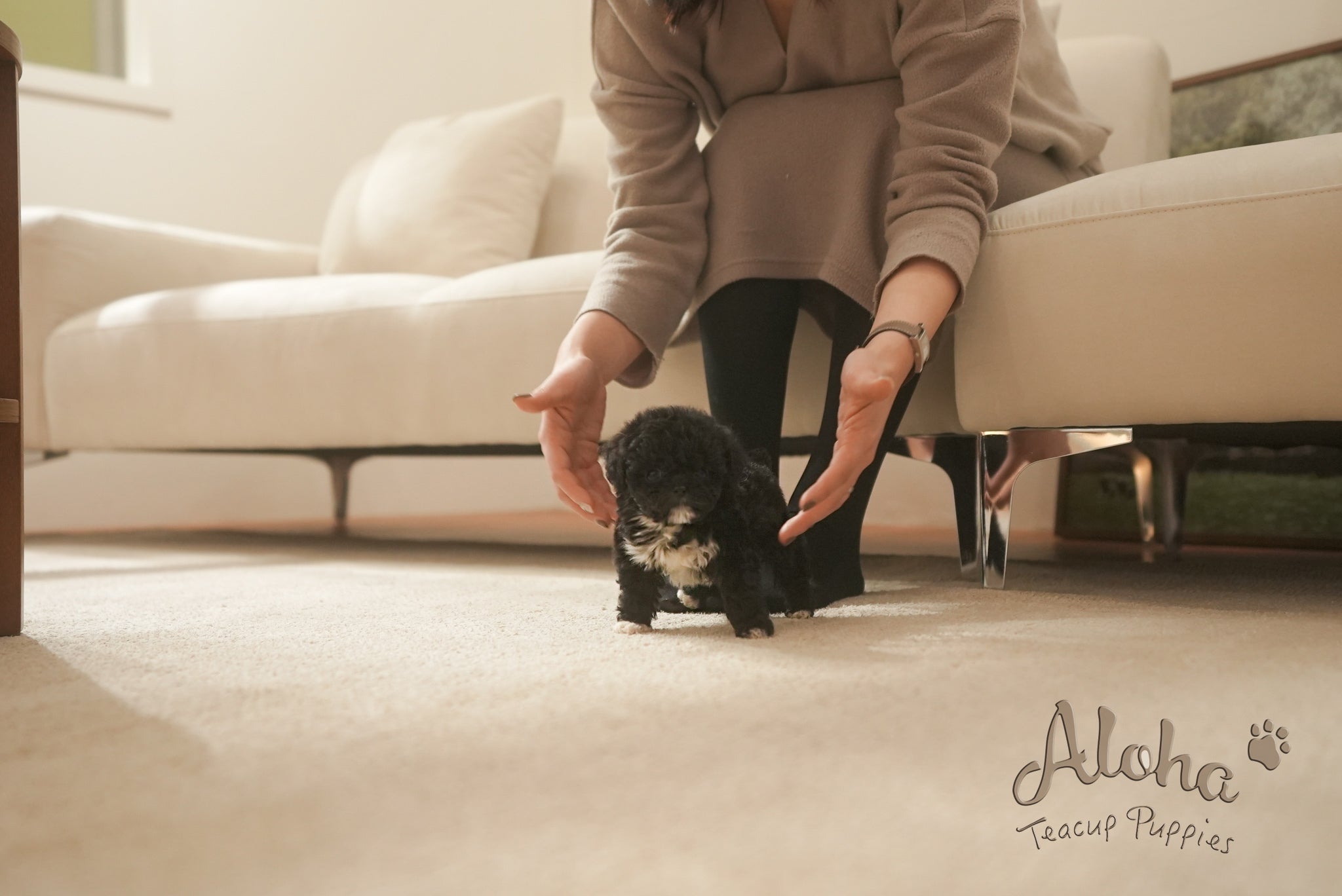 Remi [TEACUP POODLE]