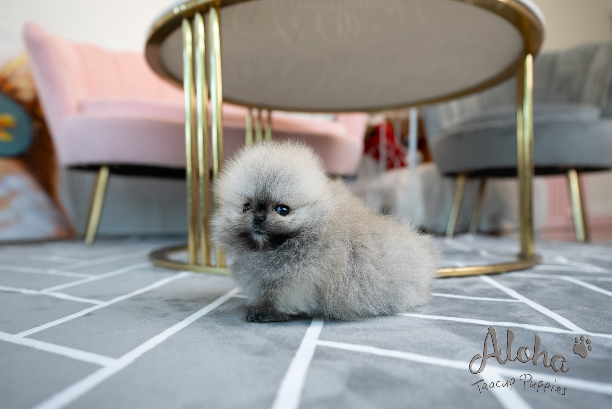 Bianca [TEACUP POMERANIAN]