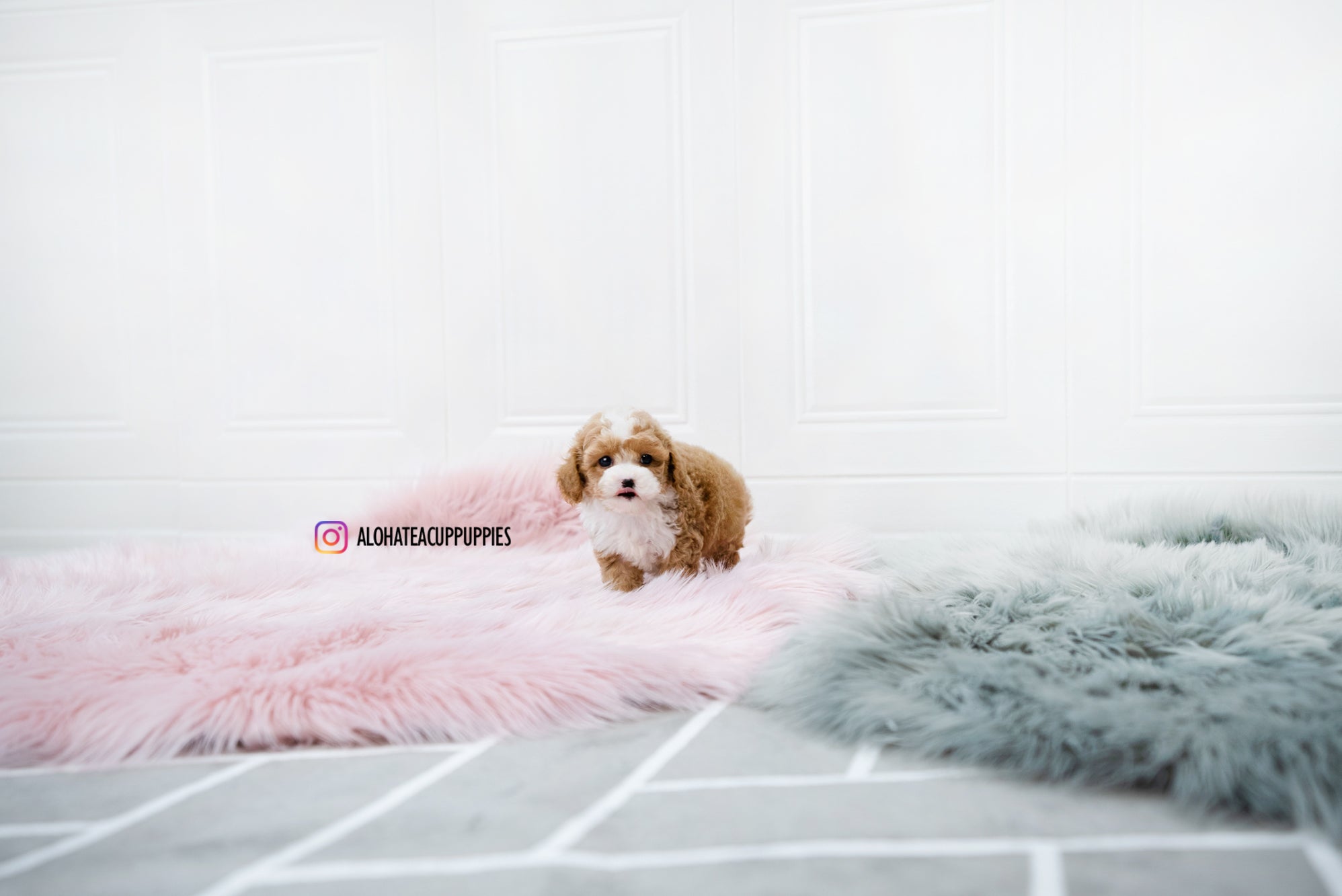 Lucas [TEACUP POODLE]