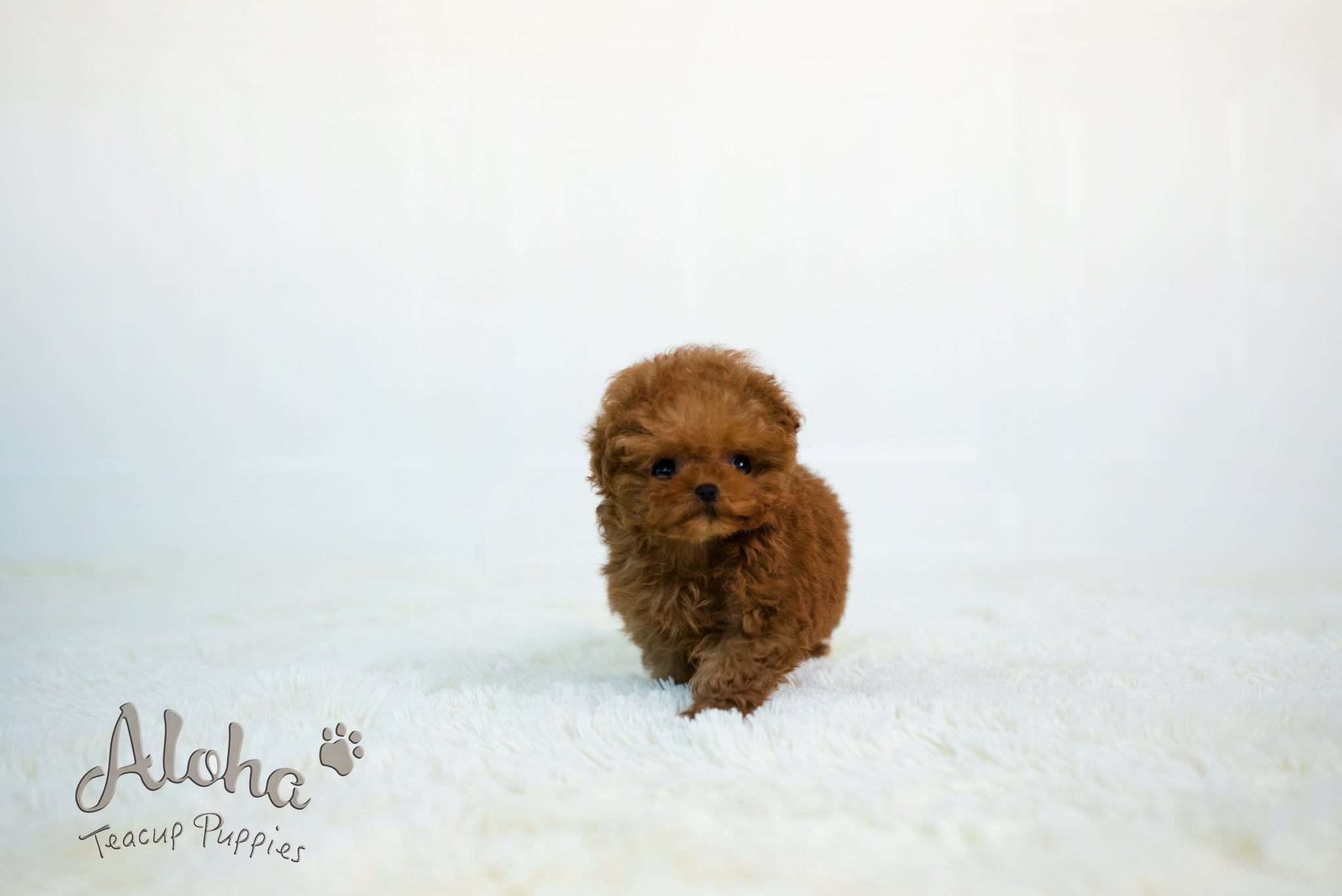 Thor [TEACUP POODLE]