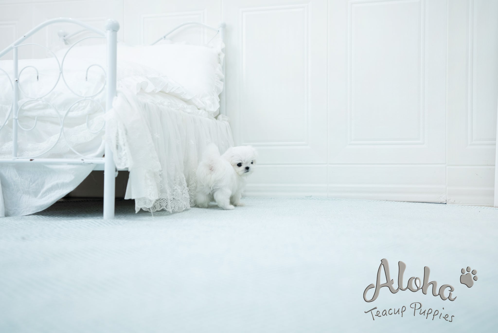 Melon [TEACUP MALTESE]