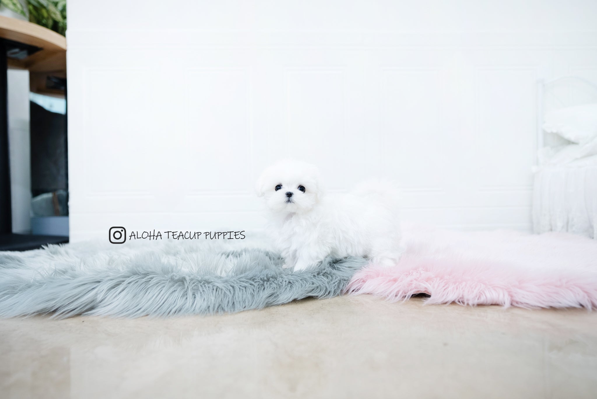 Frida [TEACUP MALTESE]
