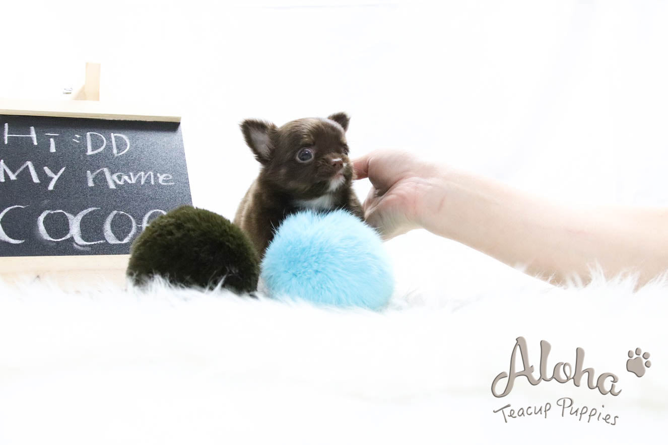 Sold to Nicole, Cocoa - [Chihuahua]