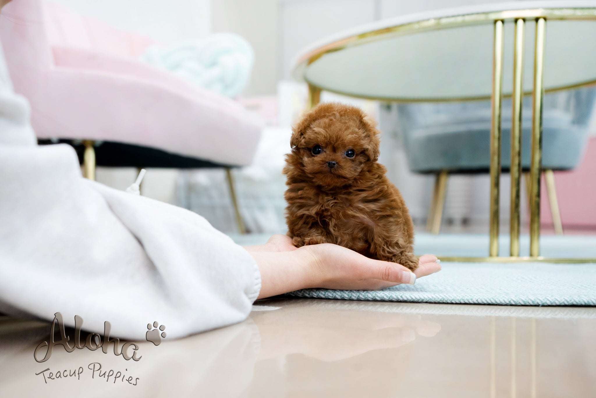 Alice [TEACUP POODLE]