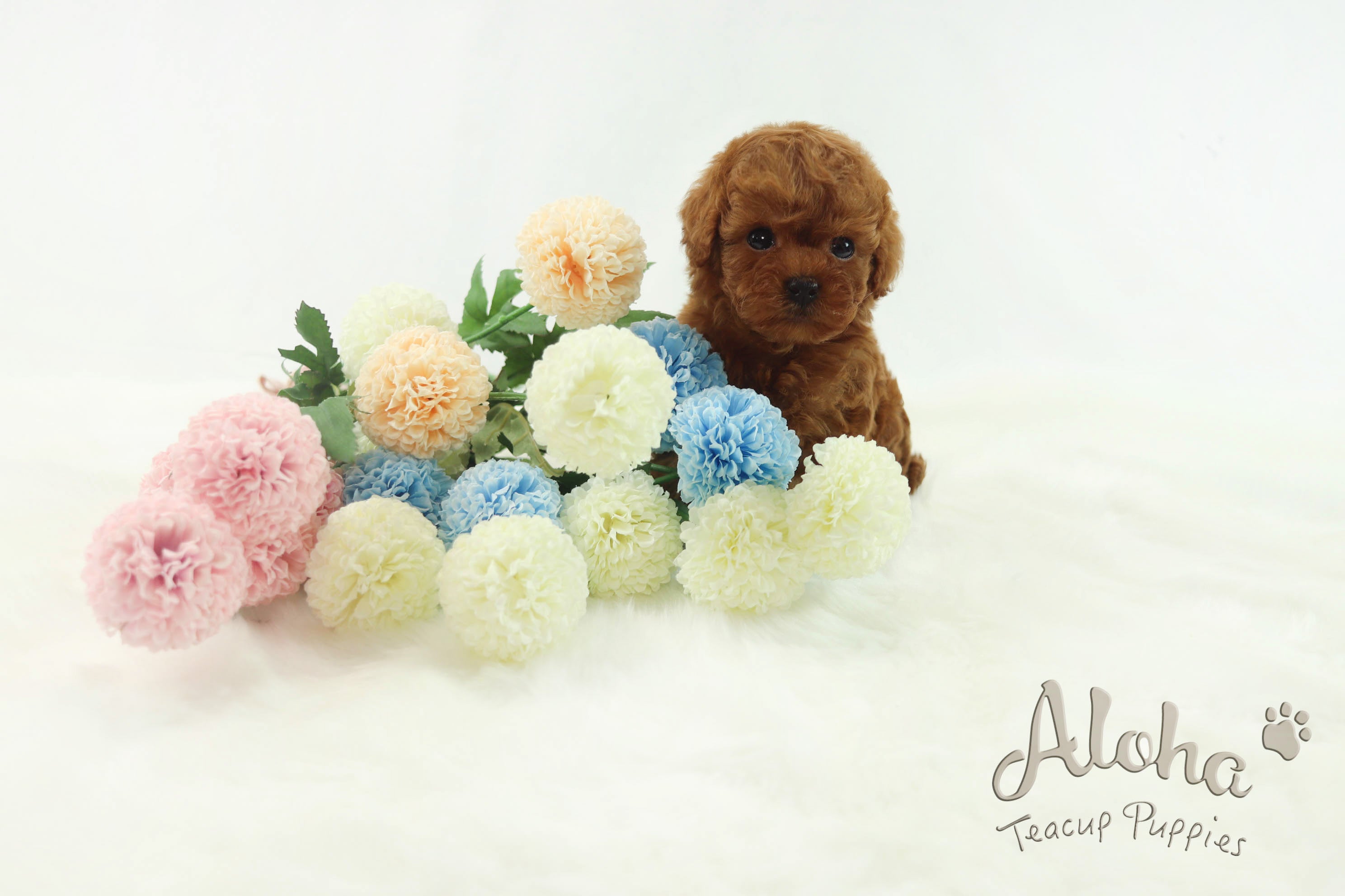Vendido a Quran, Teddy [Caniche Toy]