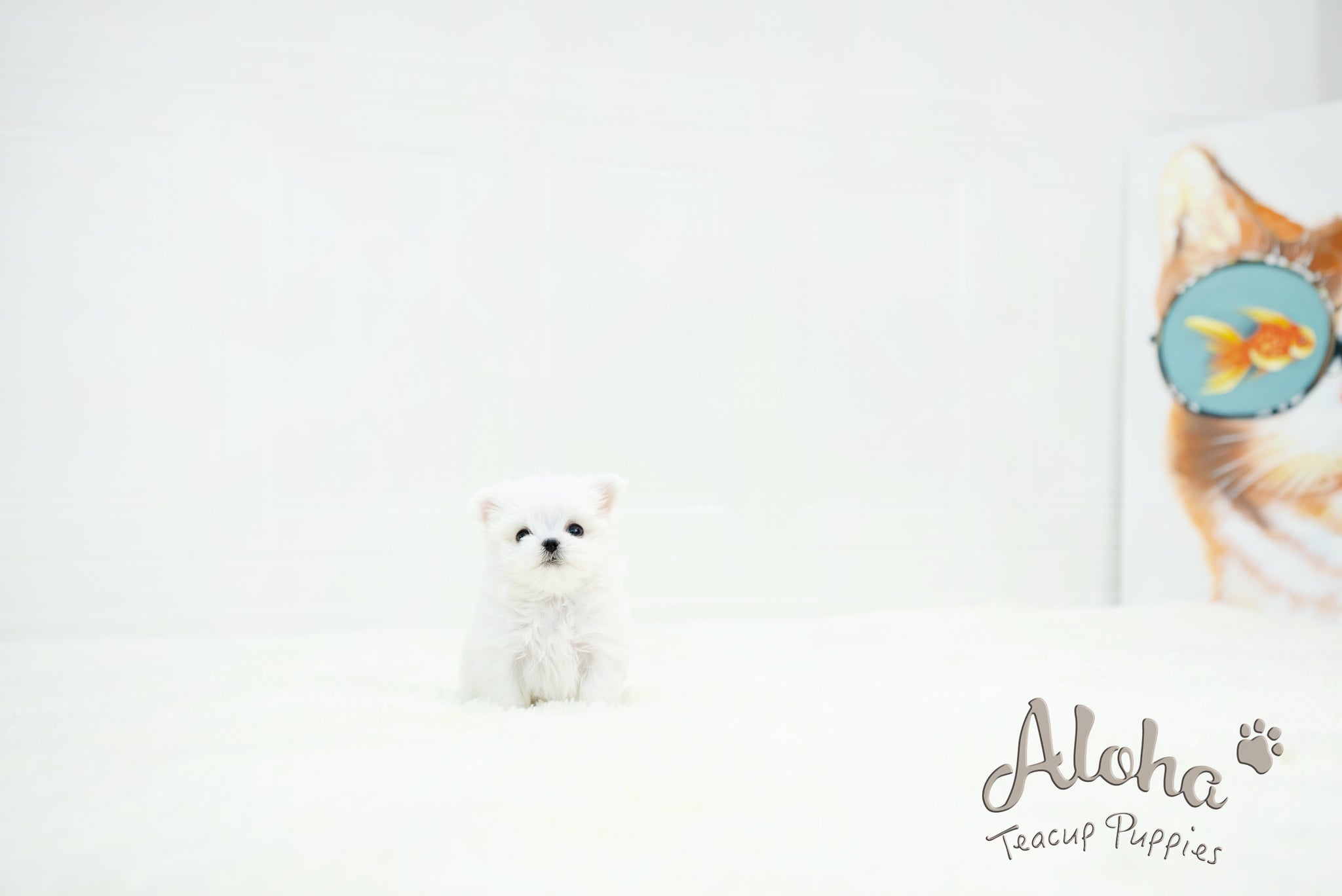 Chloe [TEACUP MALTESE]