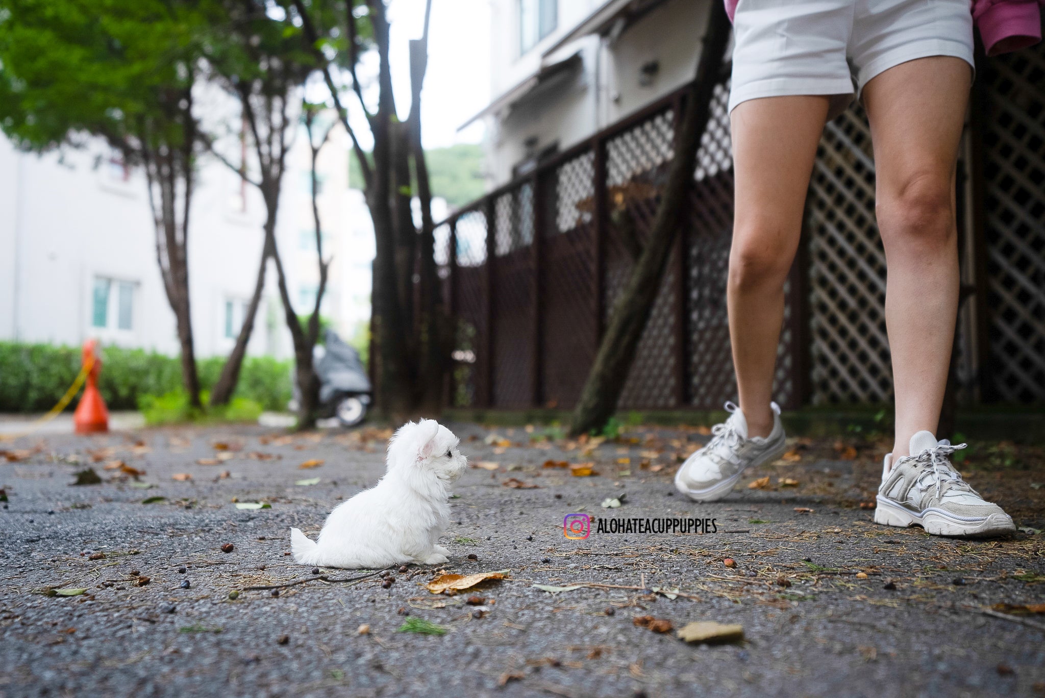Dan [TEACUP MALTESE]