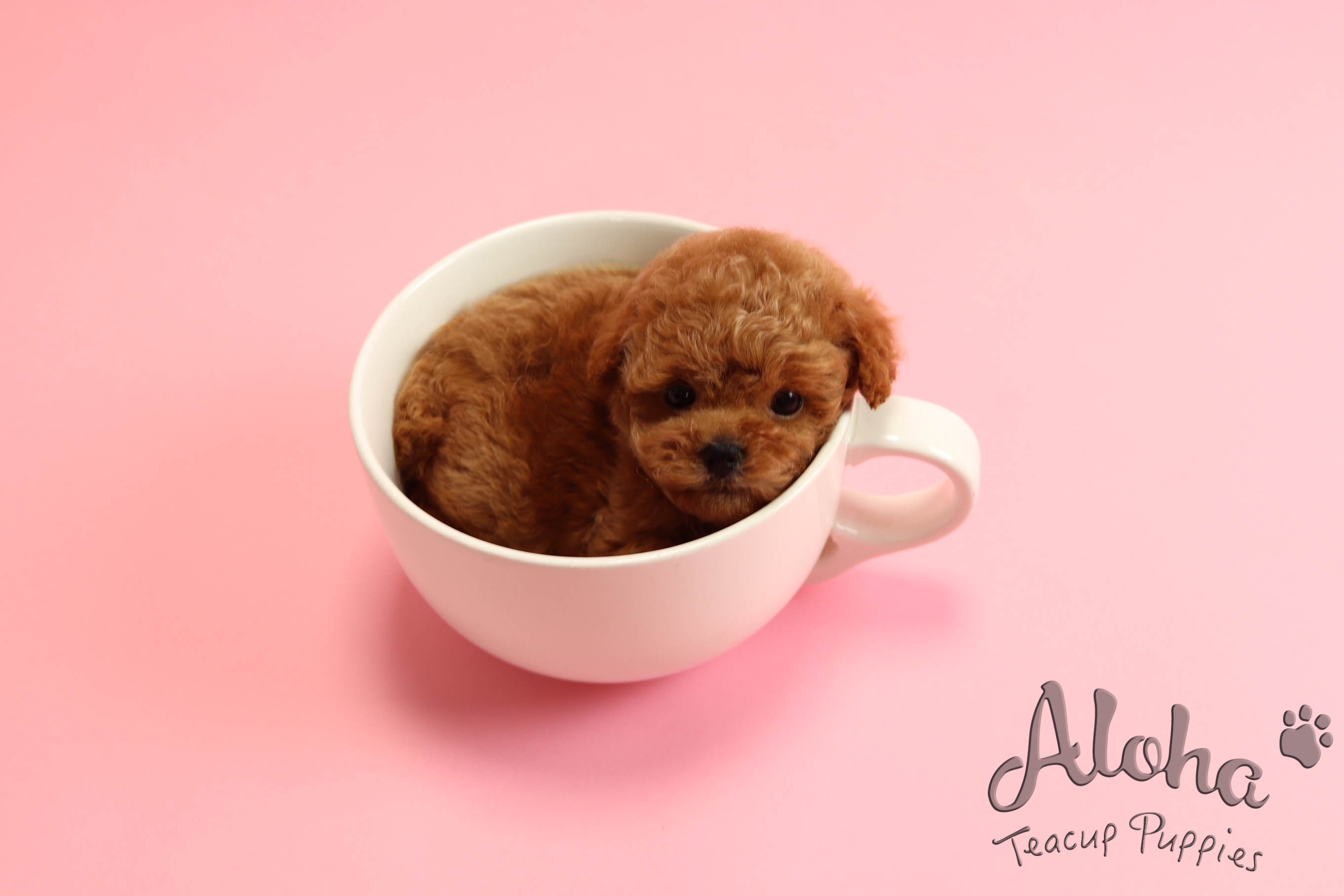 Sold to Diana, JELLY [TEACUP MALTIPOO]