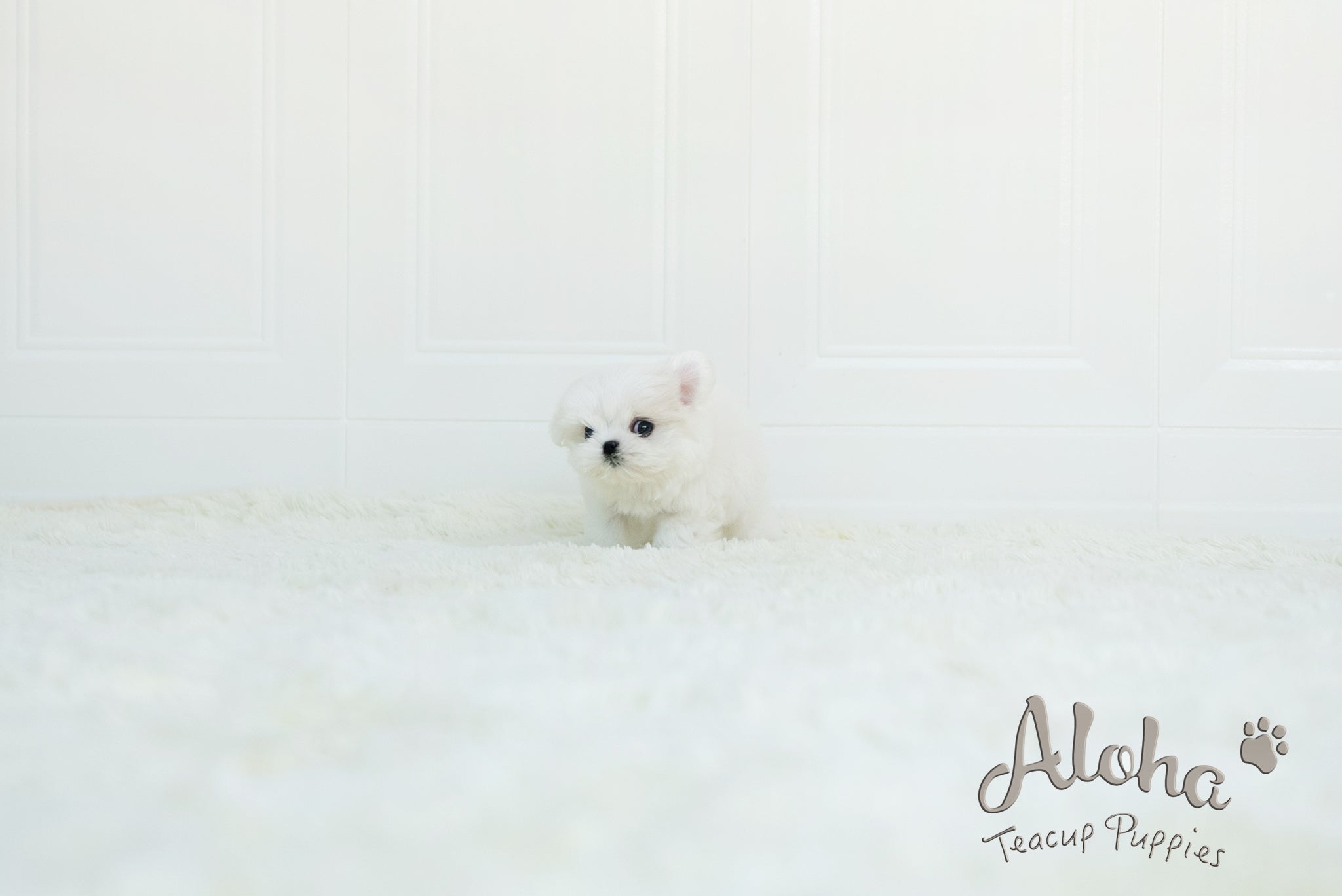 Benjamin [TEACUP MALTESE]