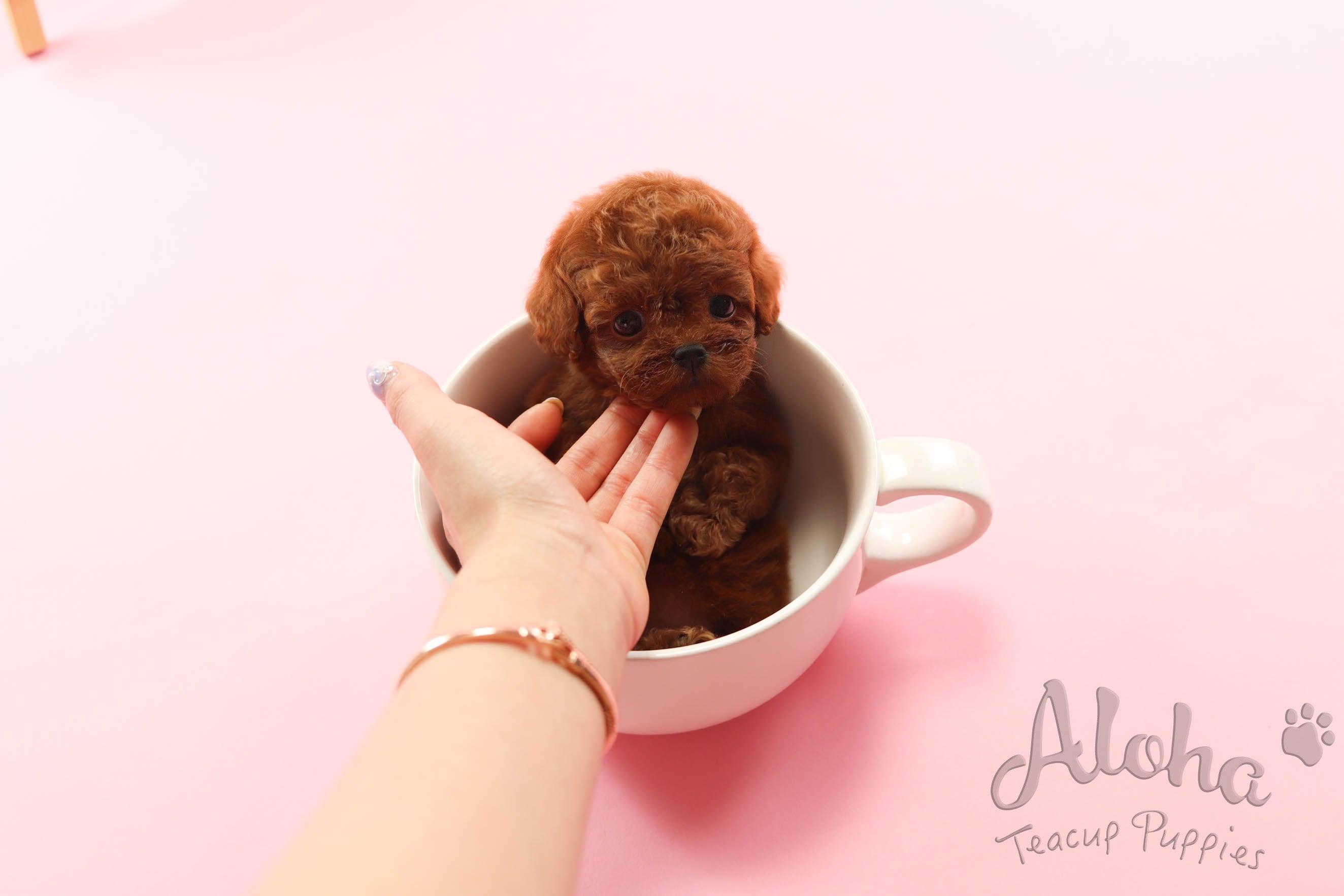 BUSTER [TEACUP POODLE]