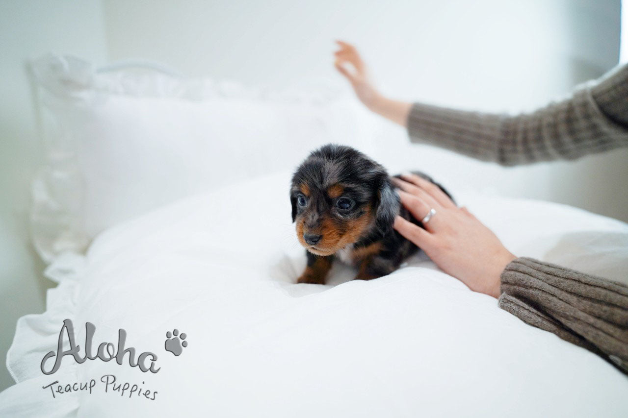 RAY [TEACUP DACHSHUND]