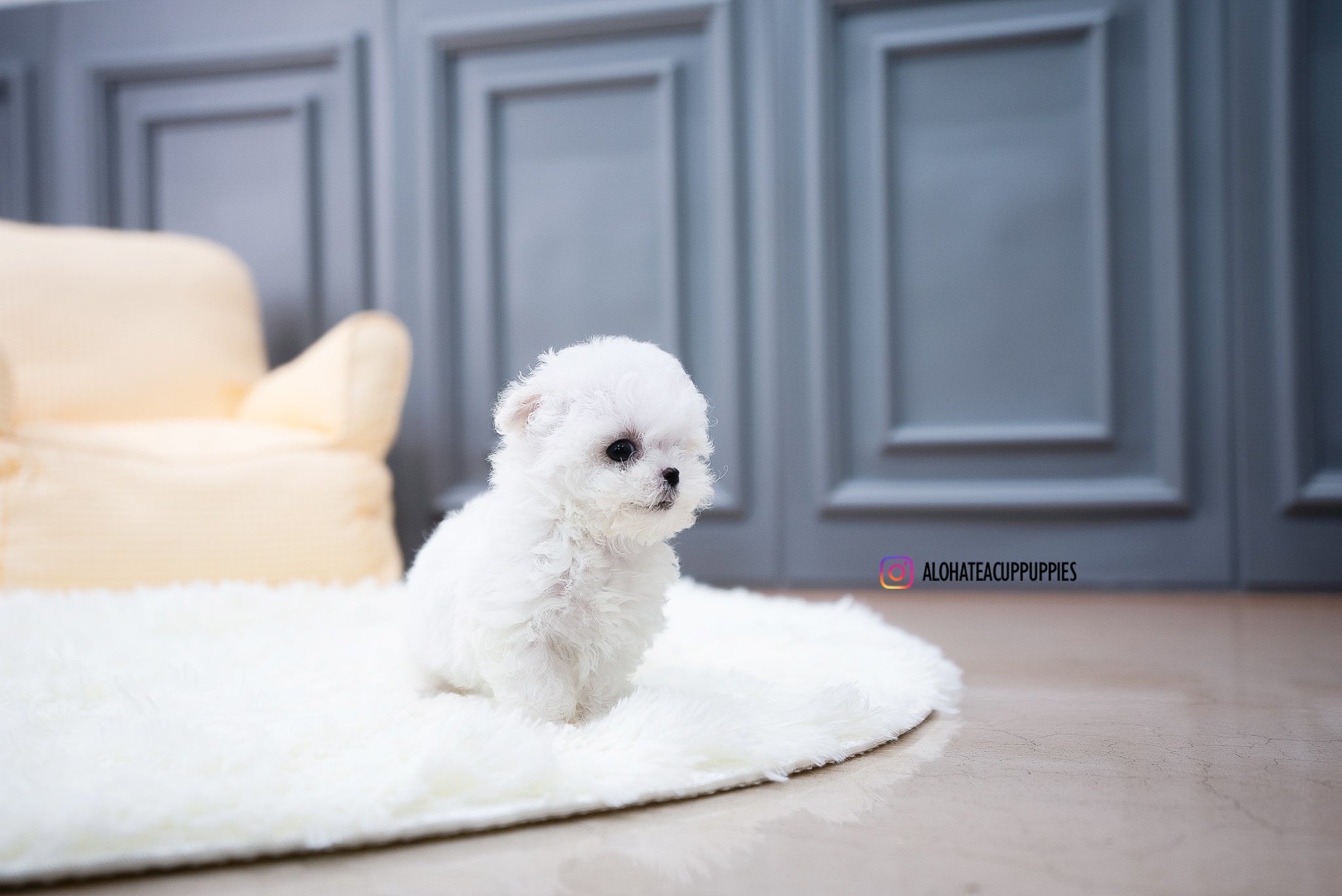 Ashley [TEACUP BICHON]