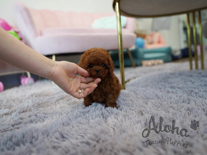 Colin [TEACUP POODLE]
