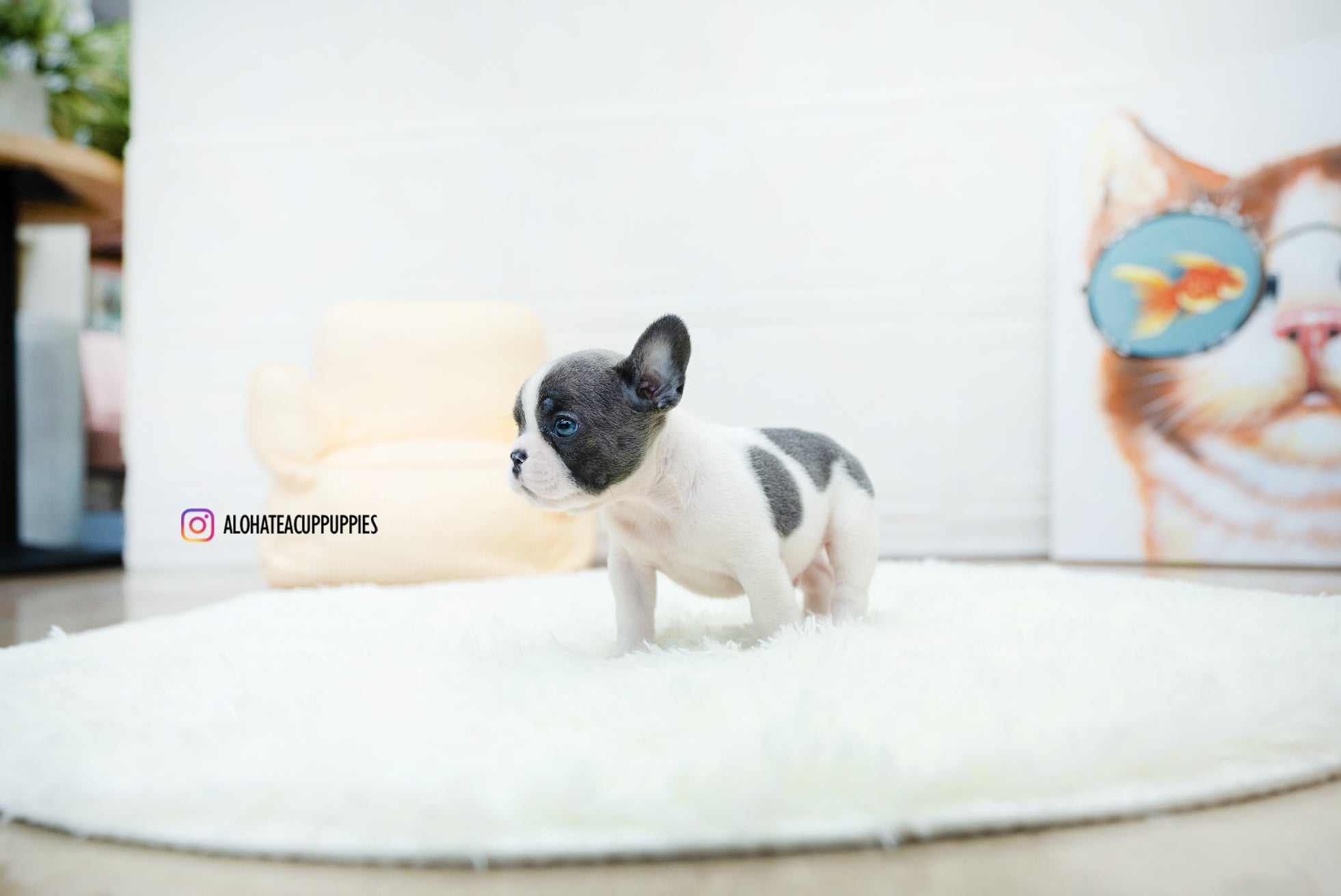 Brody [TEACUP FRENCH]