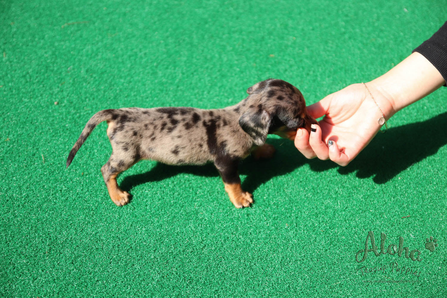 Martina - [Dachshund]