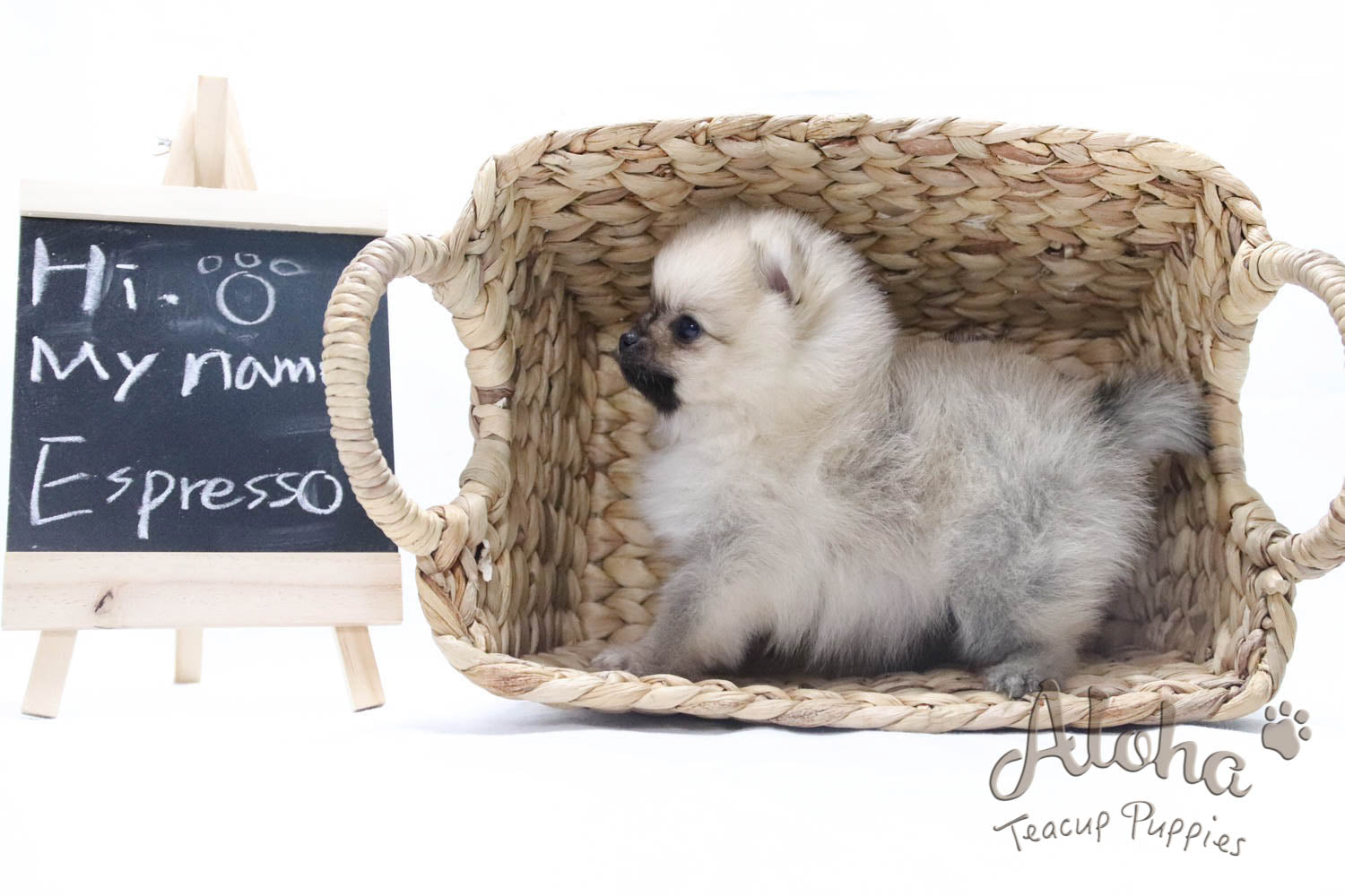 Sold to Renee, Espresso - [Pomeranian]