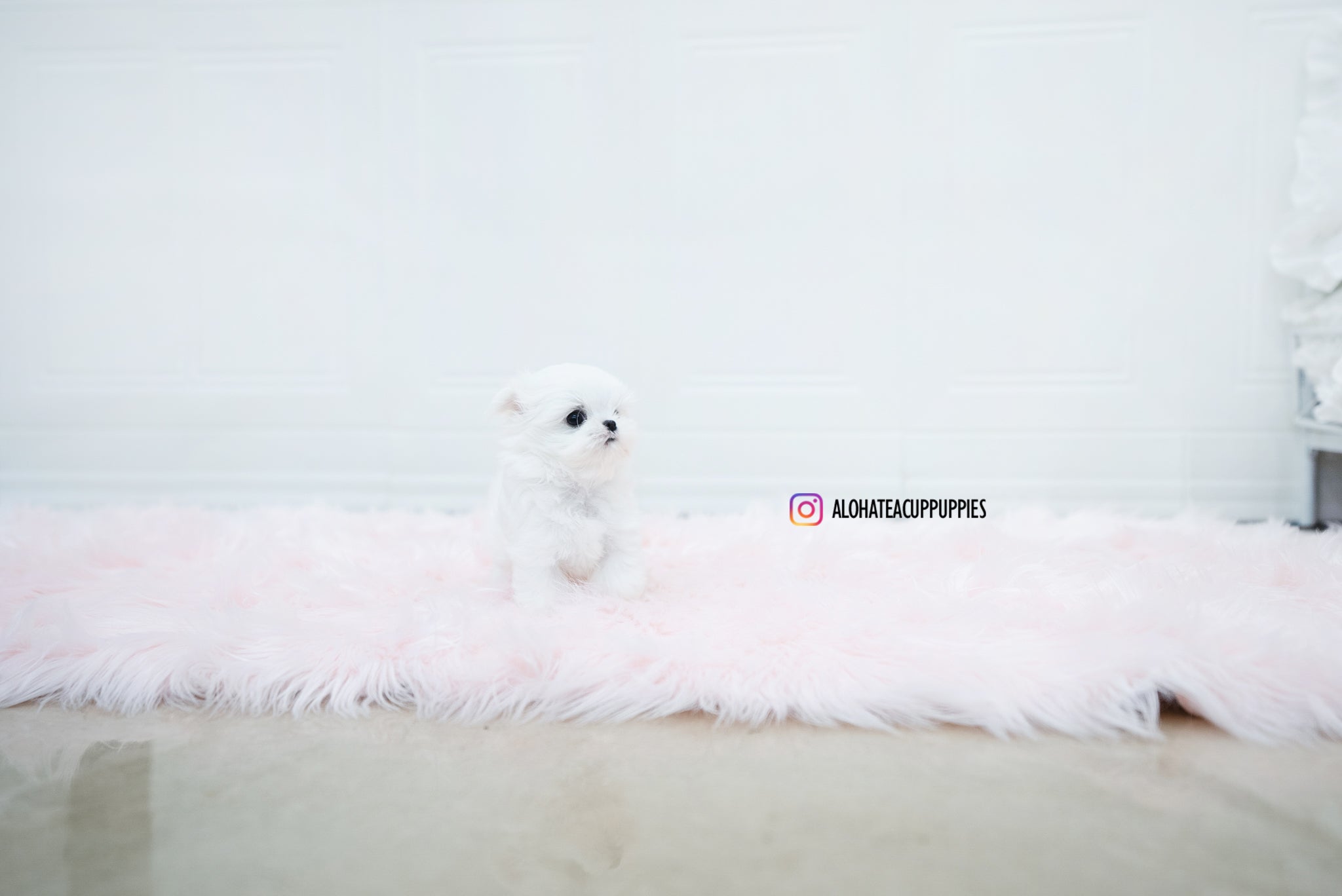 Noah [TEACUP MALTESE]