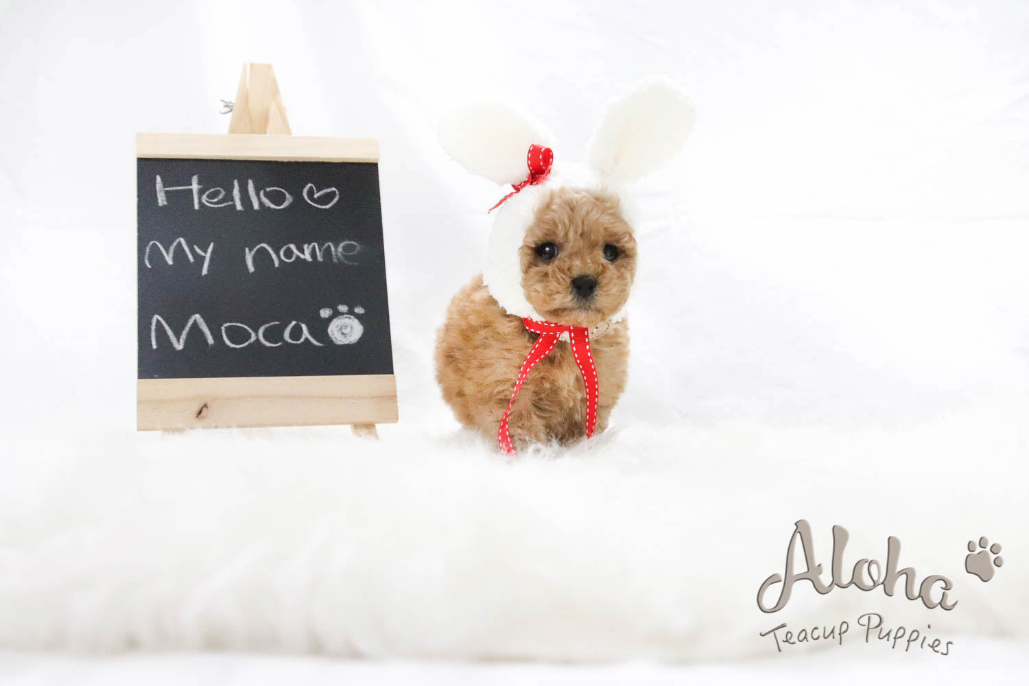 MOCHA [CANICHE TACITA DE TÉ]