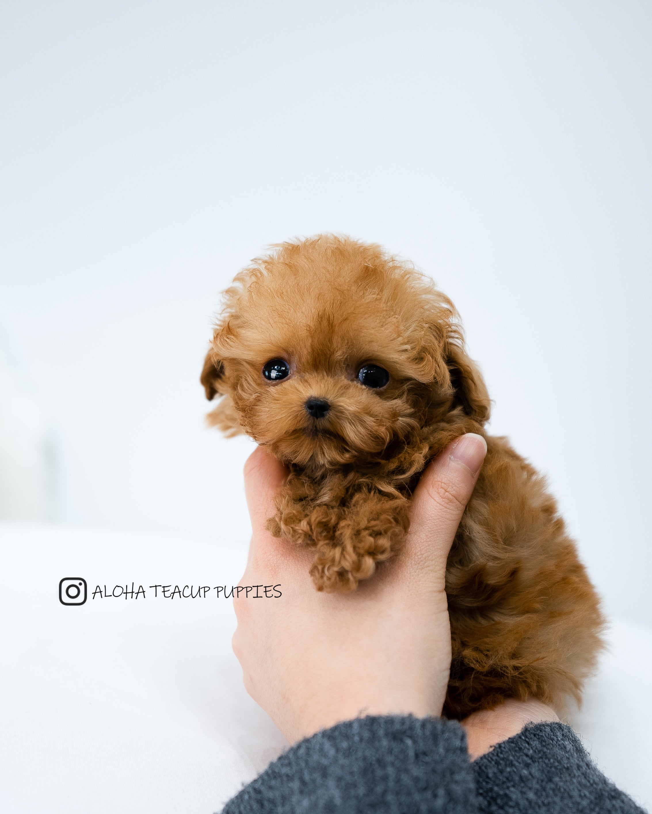 Finn [TEACUP POODLE]