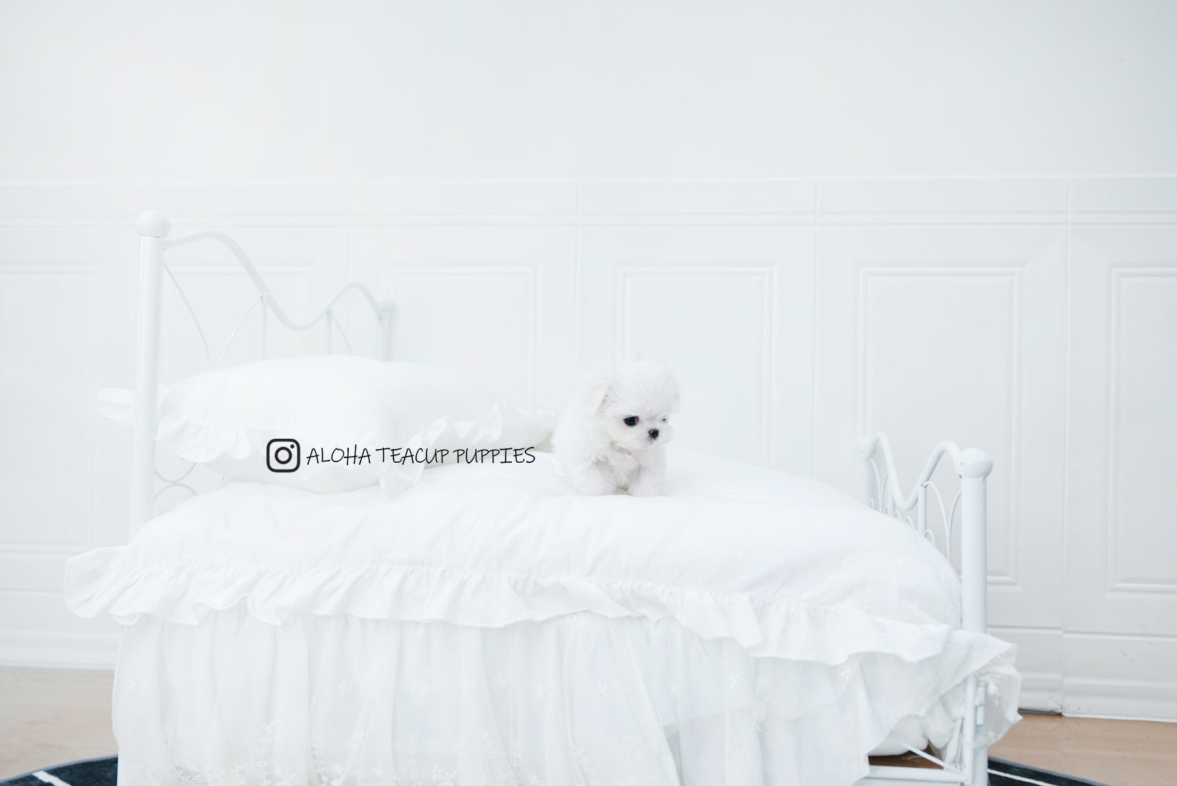 Asher [TEACUP MALTESE]