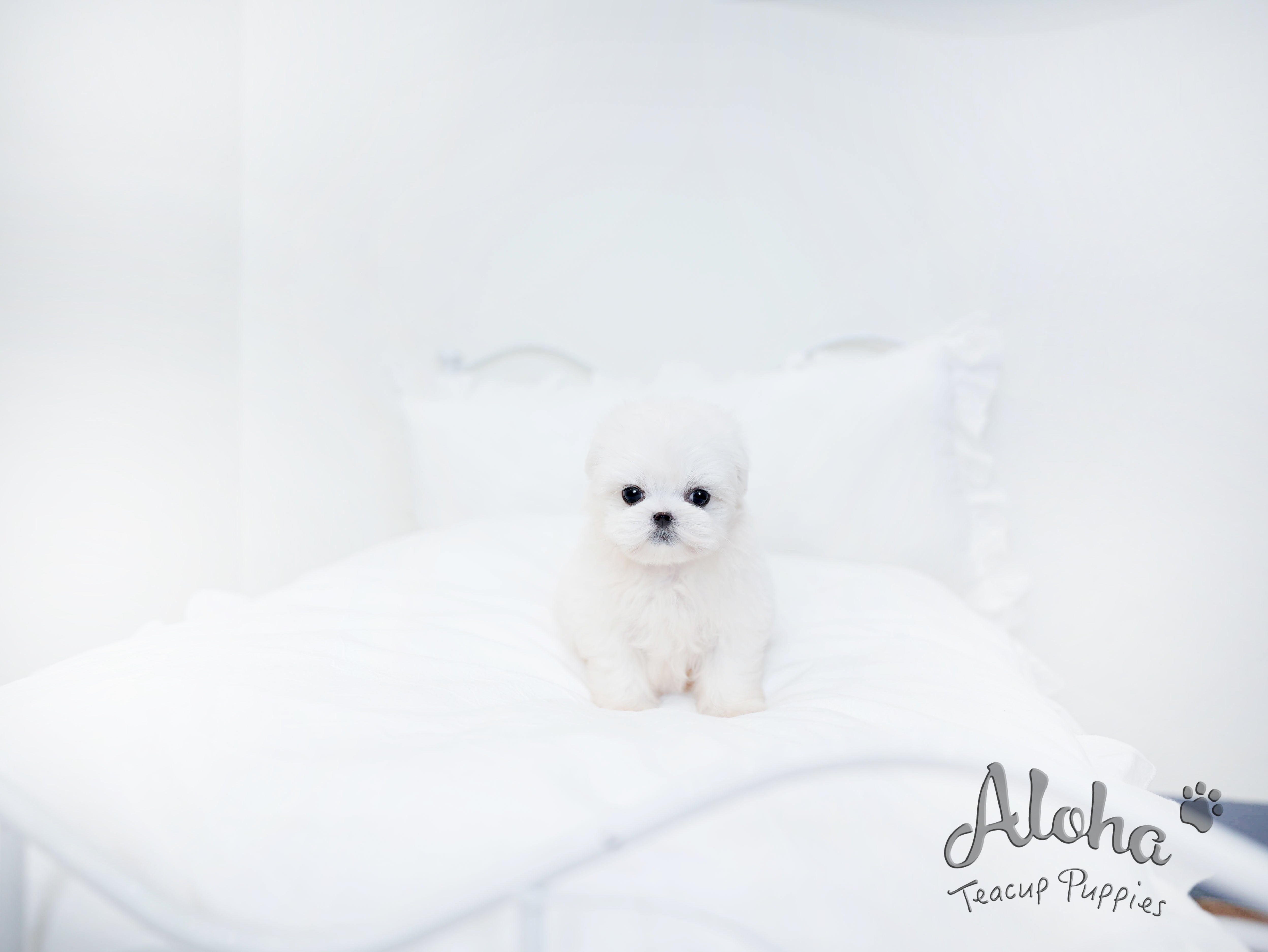 Owen [TEACUP MALTESE]