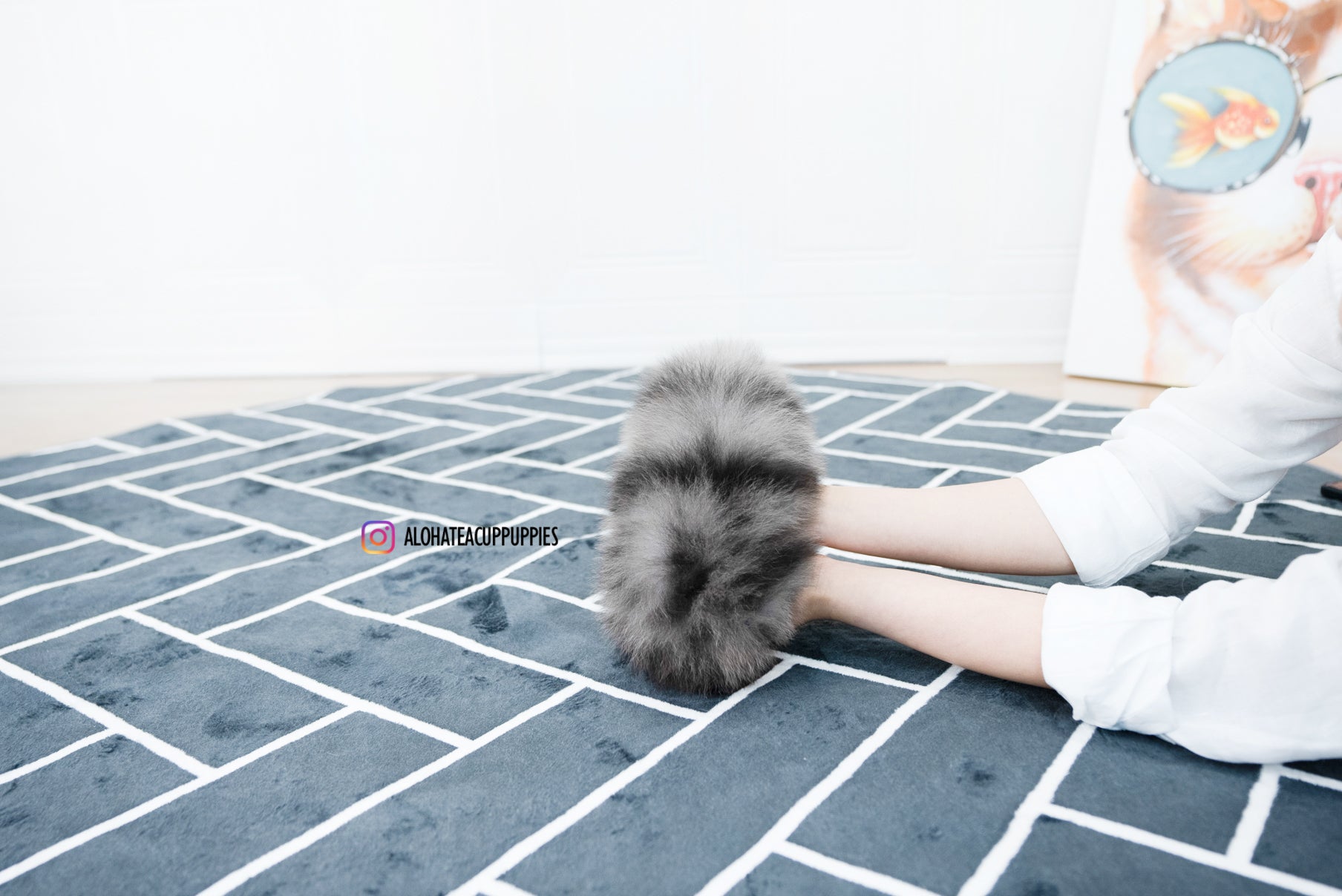 Felix [TEACUP POMERANIAN]