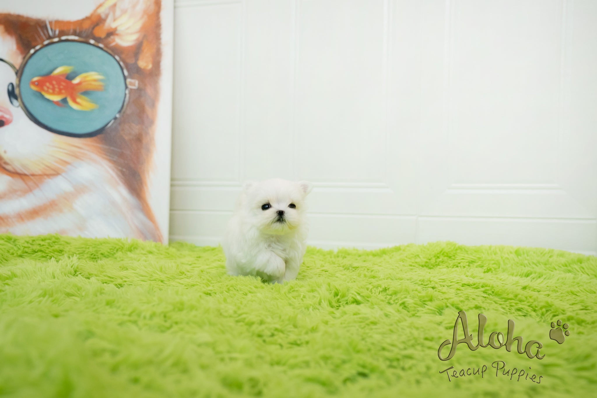 Sophia [TEACUP MALTESE]