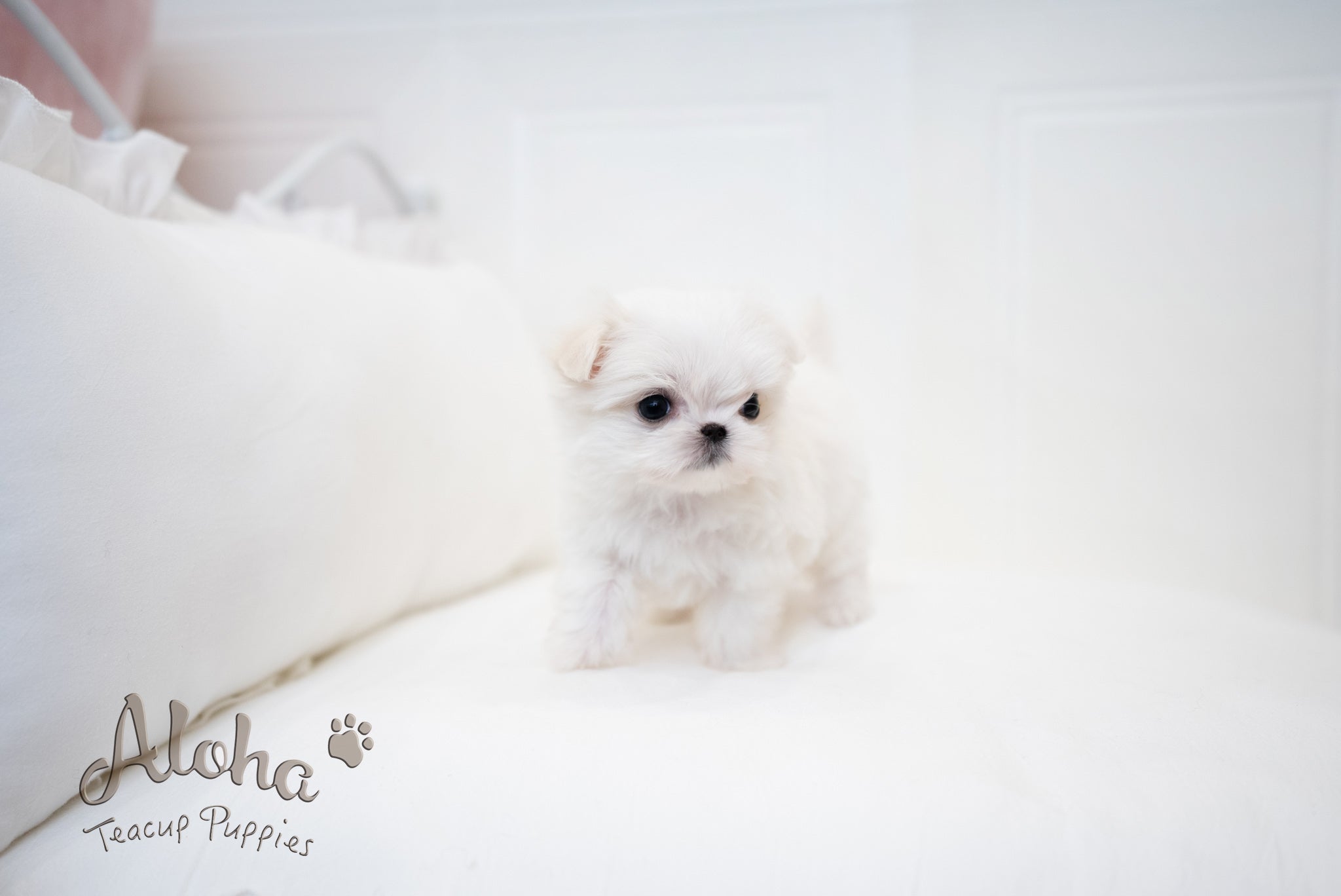 Ciara [TEACUP MALTESE]