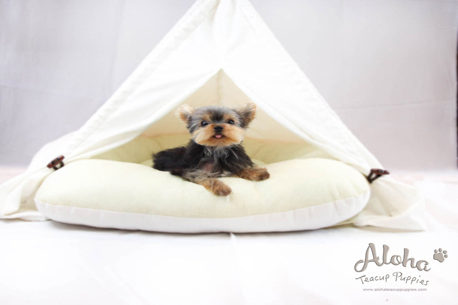 Bucky - [Yorkshire Terrier]
