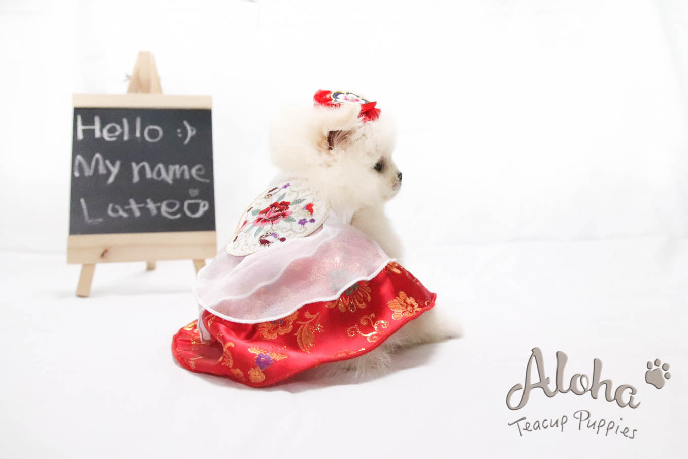 Vendido a Mahsa, Latte - [Pomerania]