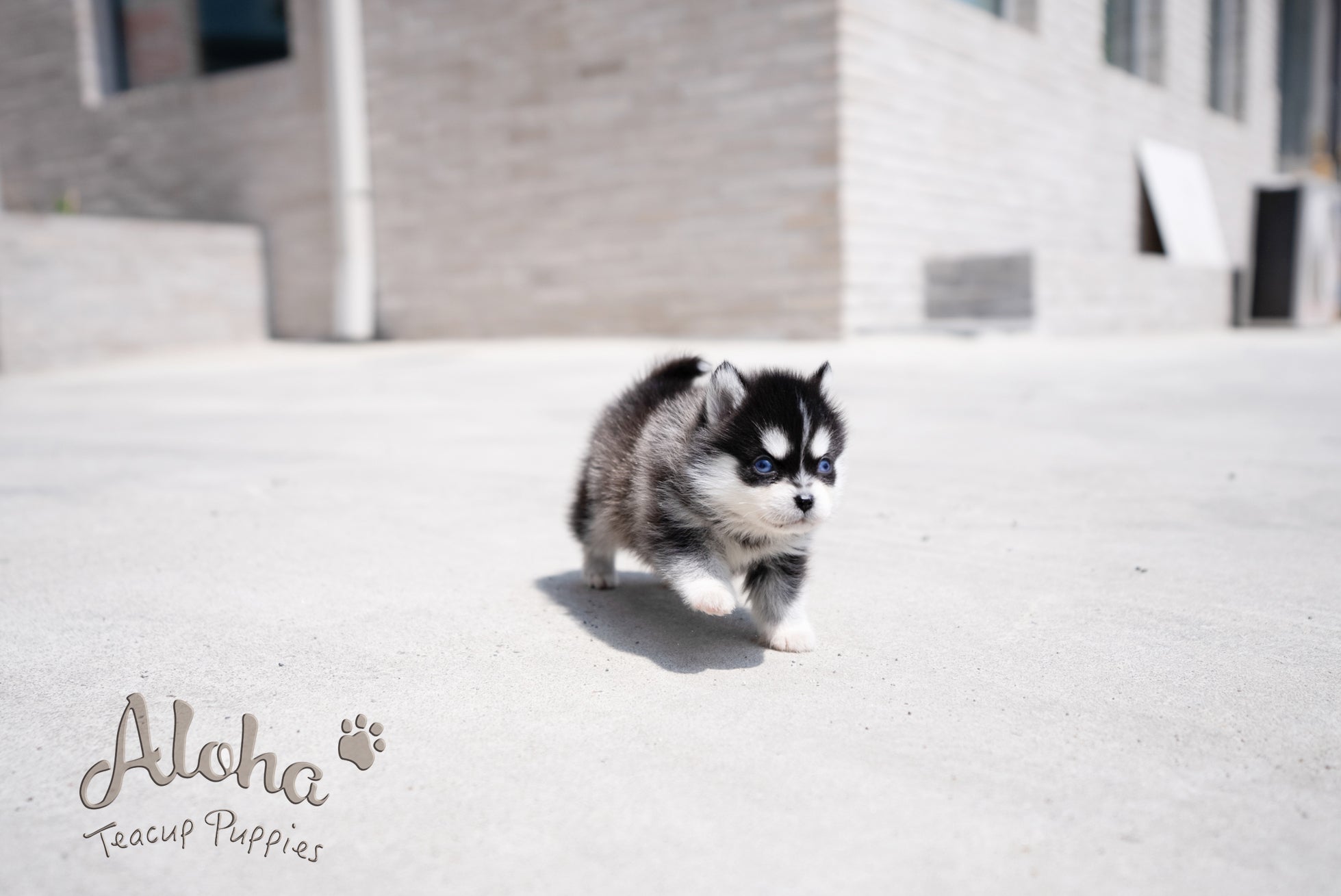 Alex [Pomsky TAZA DE TÉ]