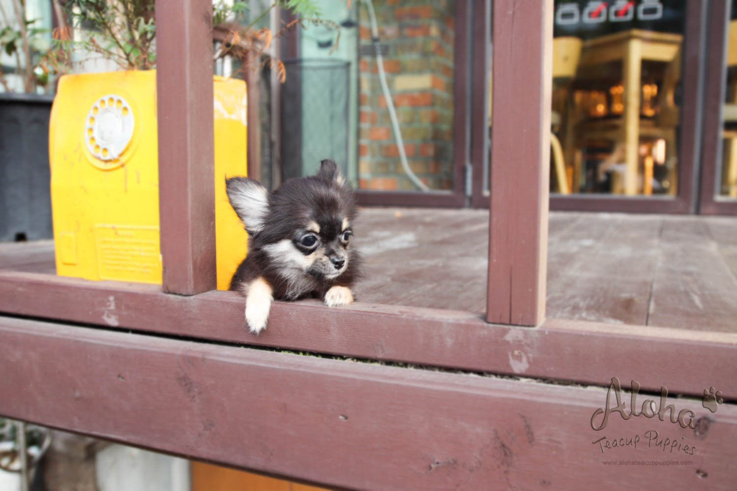 Aries - [Chihuahua]