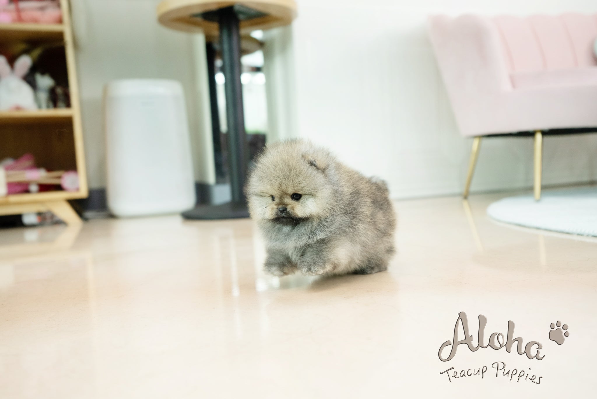 Gideon [TEACUP POMERANIAN]