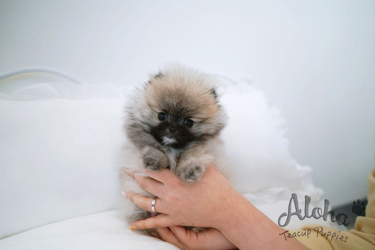Foufou [TEACUP POMERANIAN]