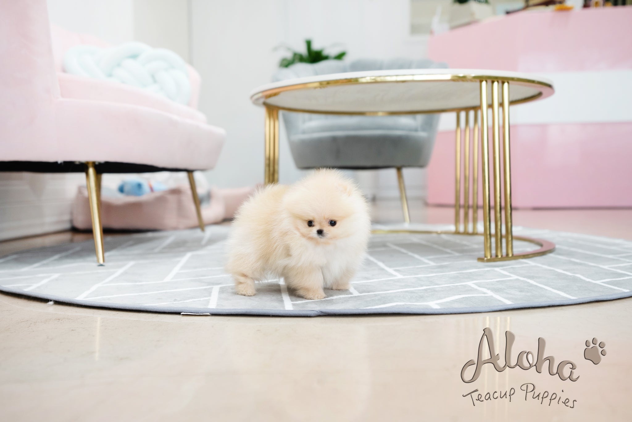 Clara [TEACUP POMERANIAN]