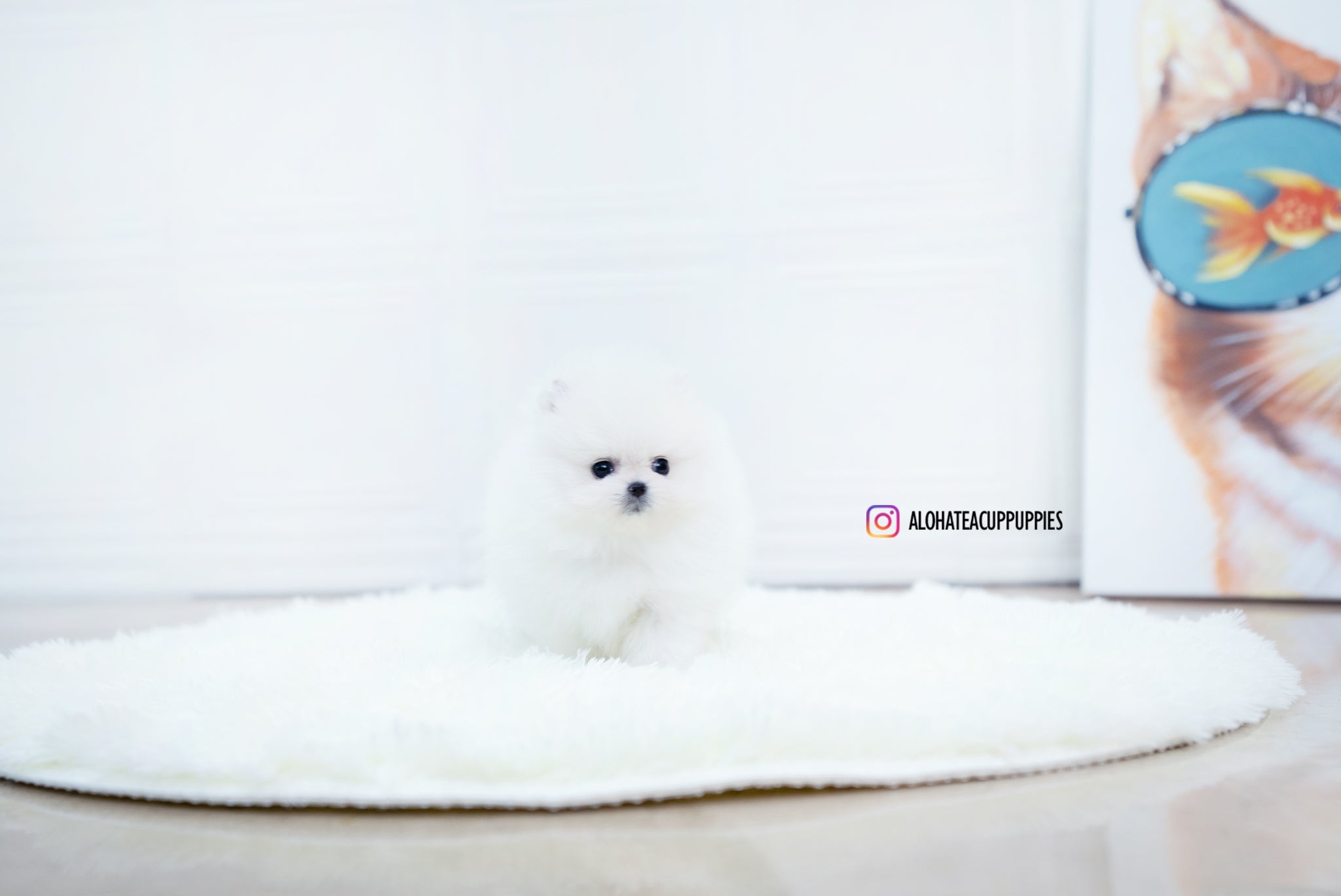 Enzo [POMERANIAN]