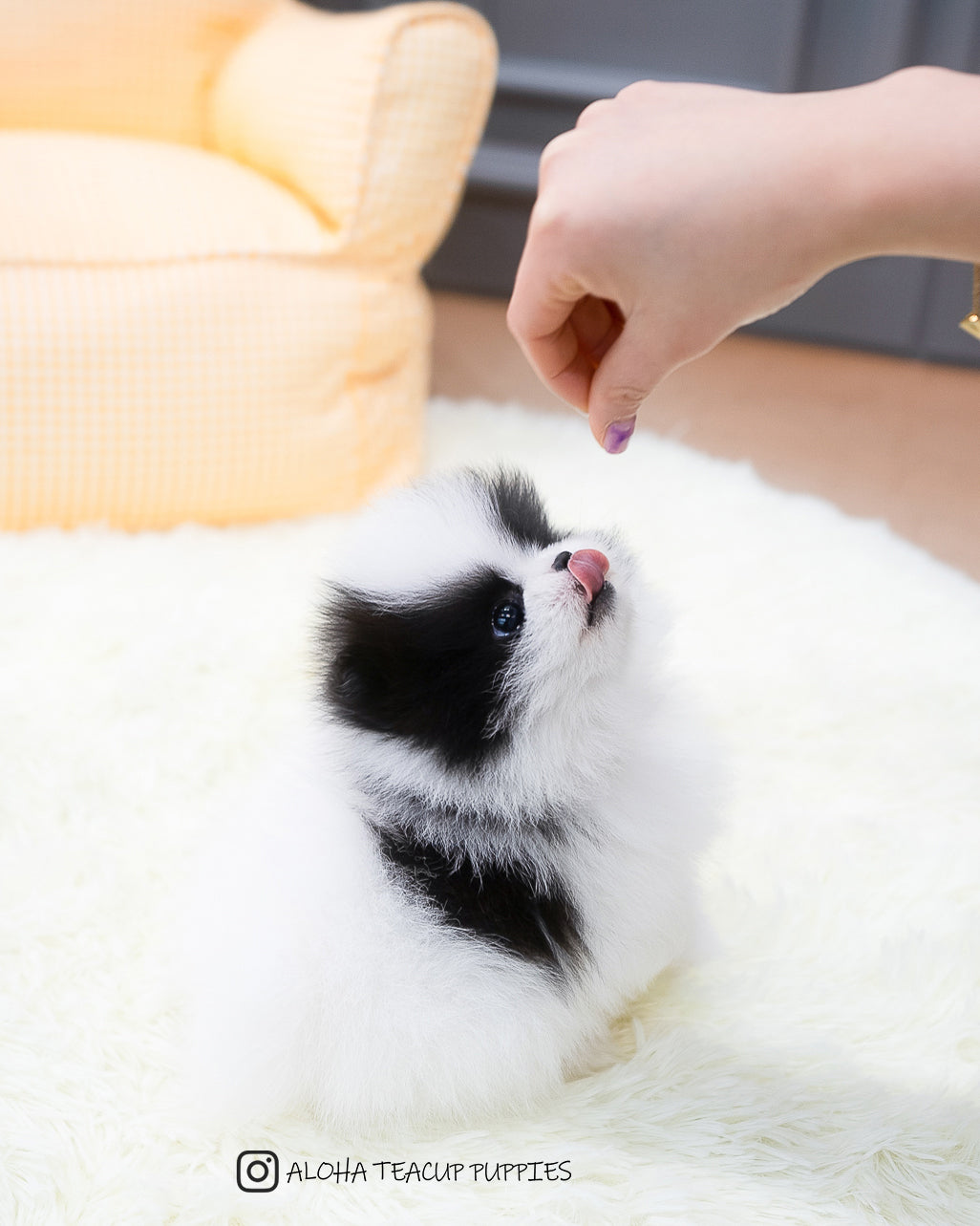 琳达 [茶杯博美犬]