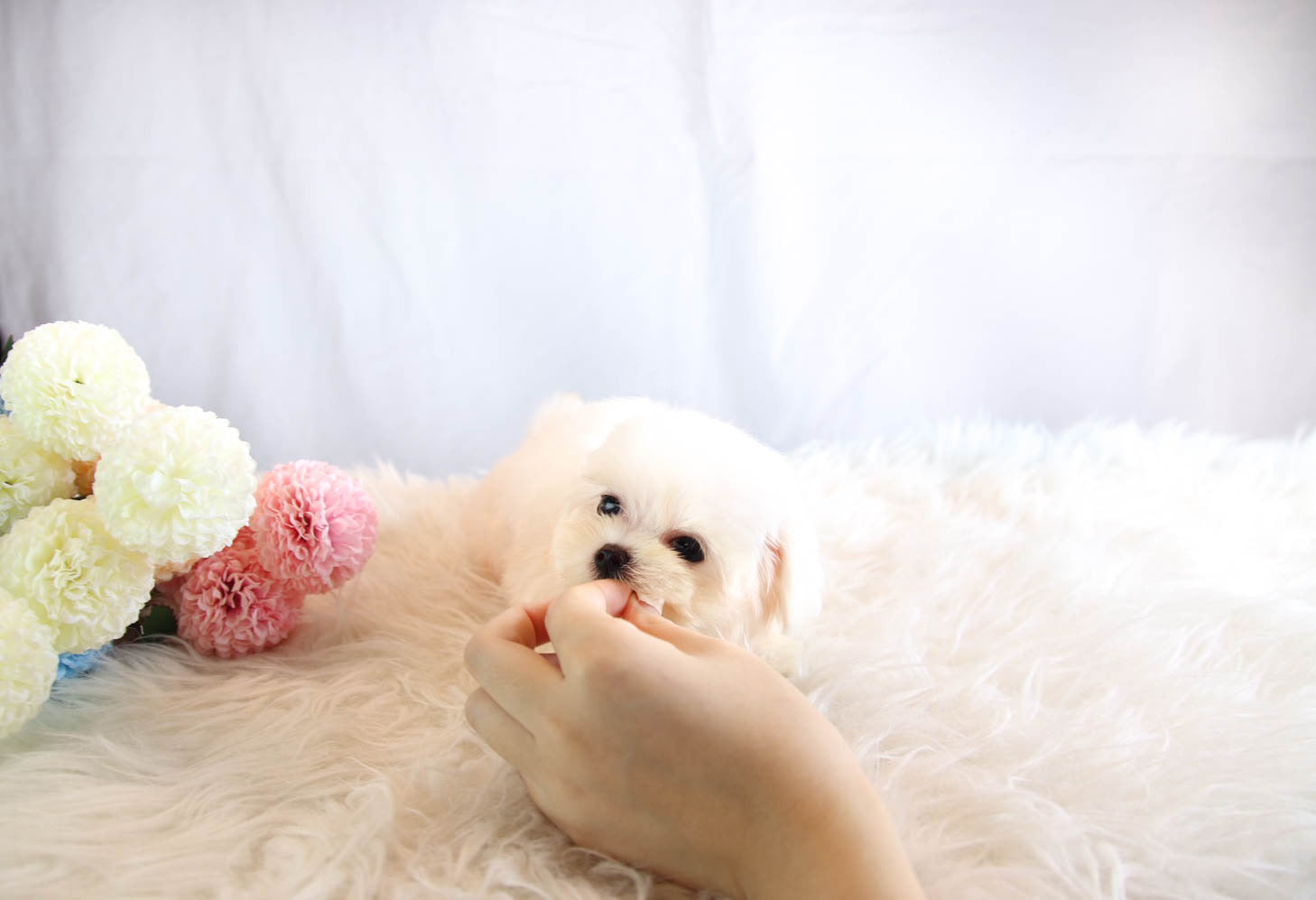 Sold to Rhiannon, Lilly [TEACUP Maltese]