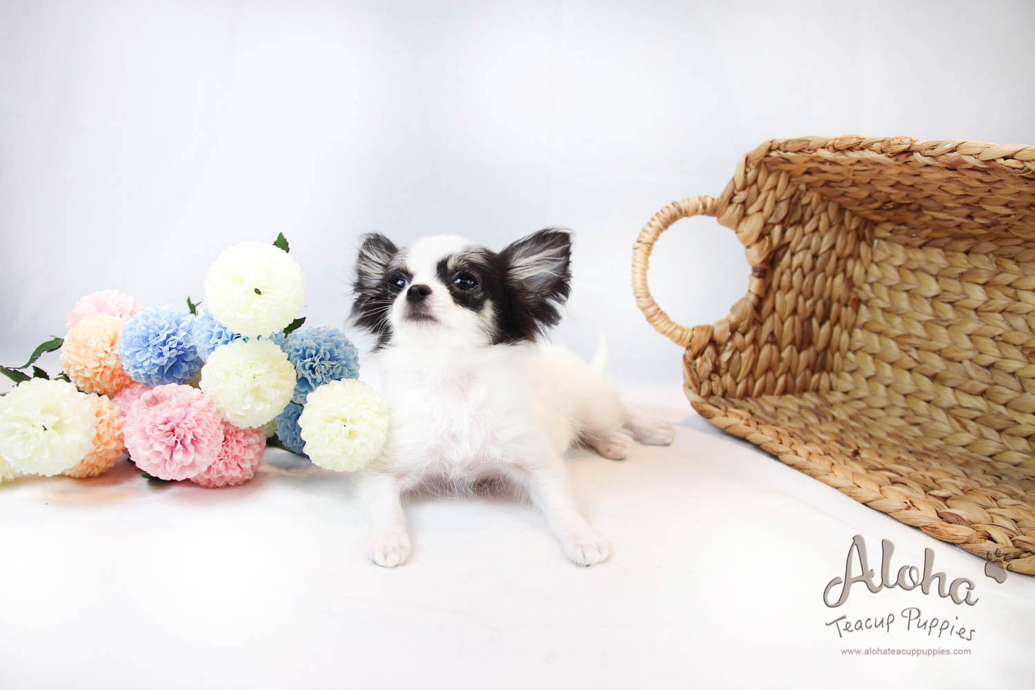 Venus - [Chihuahua]