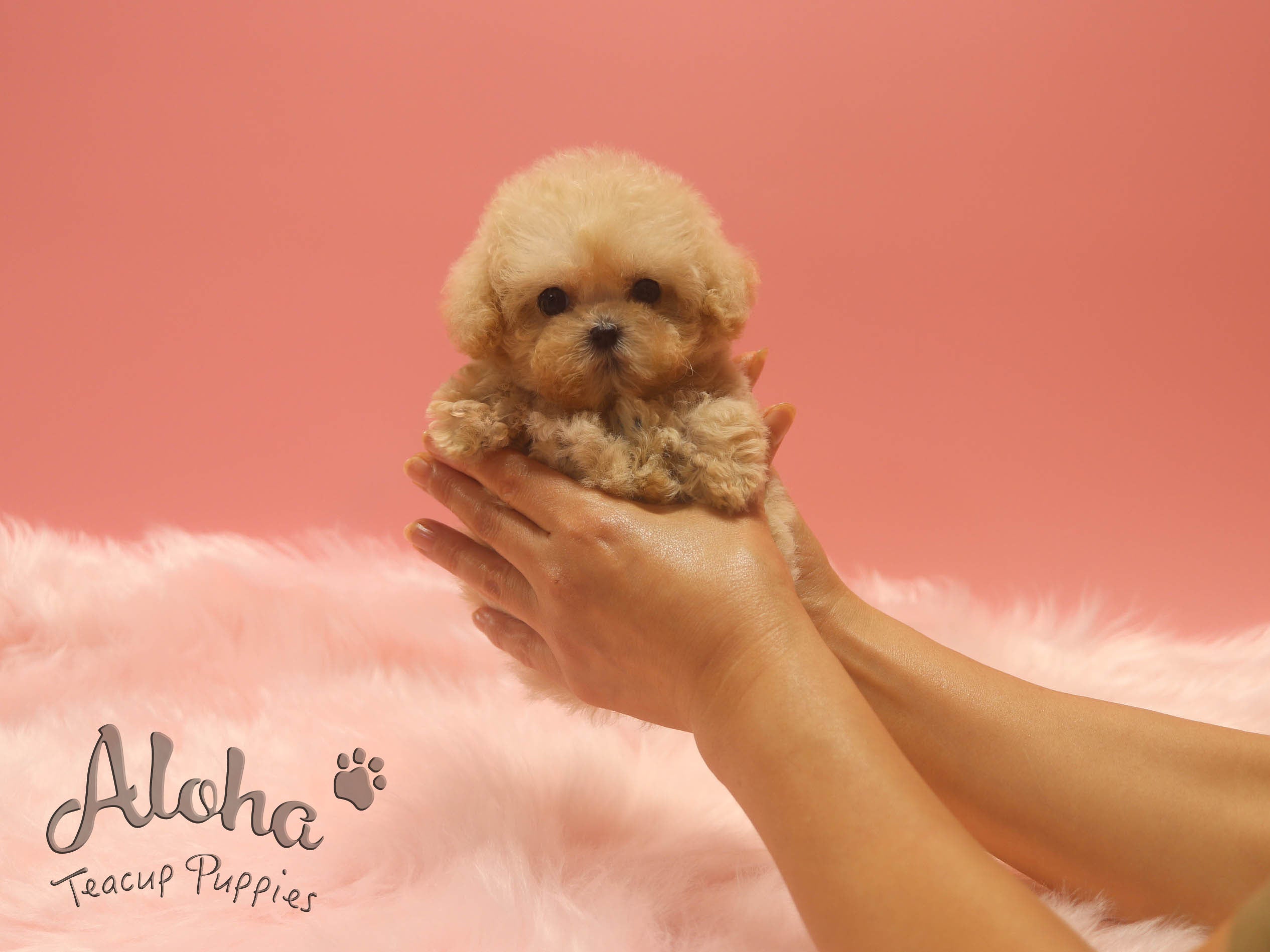 Ringo [TEACUP MALTIPOO]