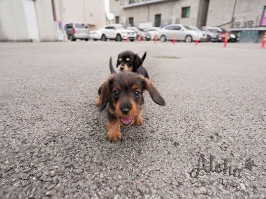 Isabella [TEACUP Dachshund]