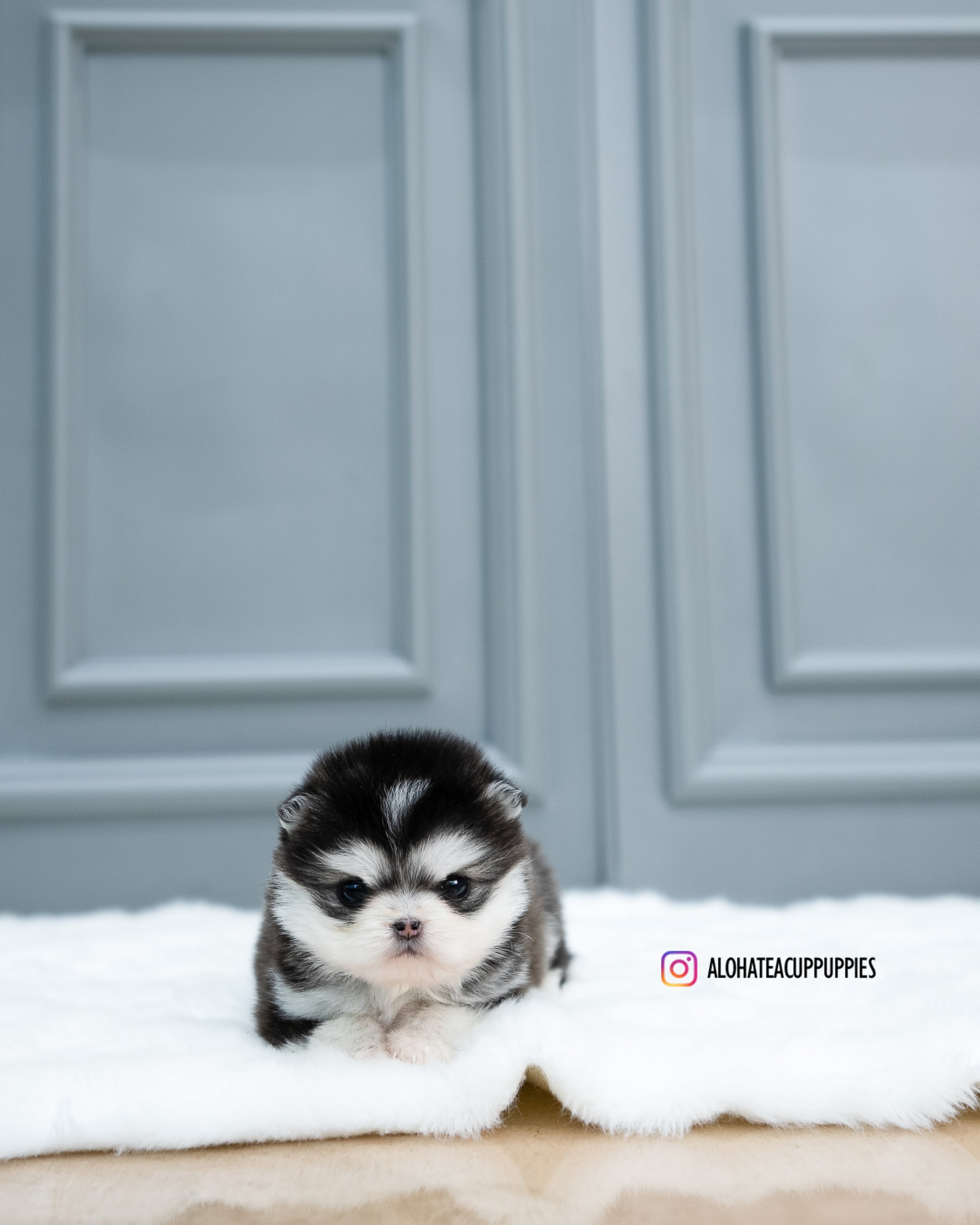 Tate [Pomsky TAZA DE TÉ]