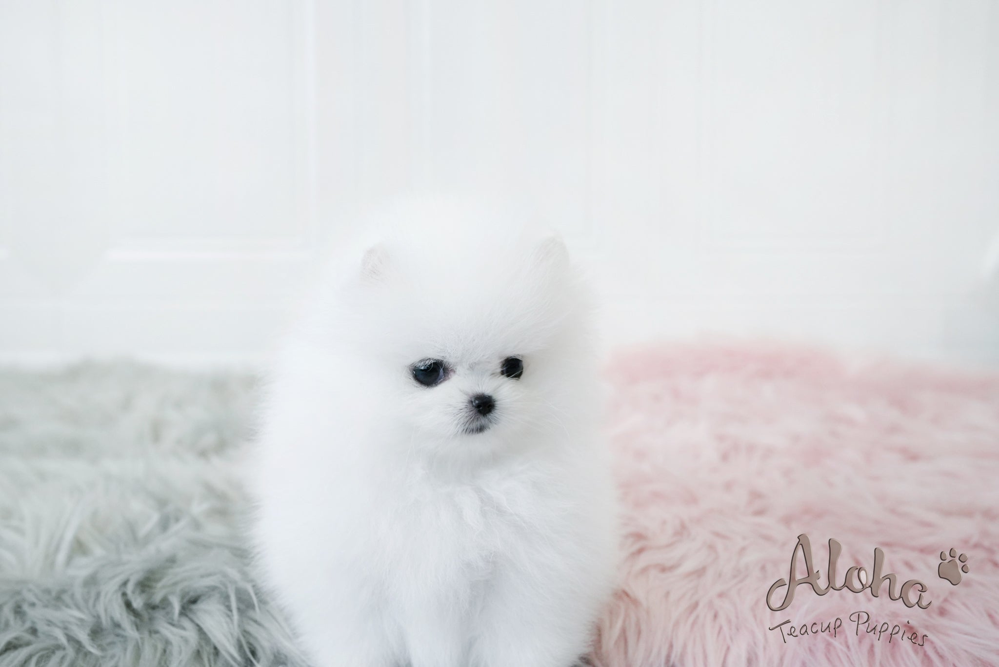 Dior [TEACUP POMERANIAN]