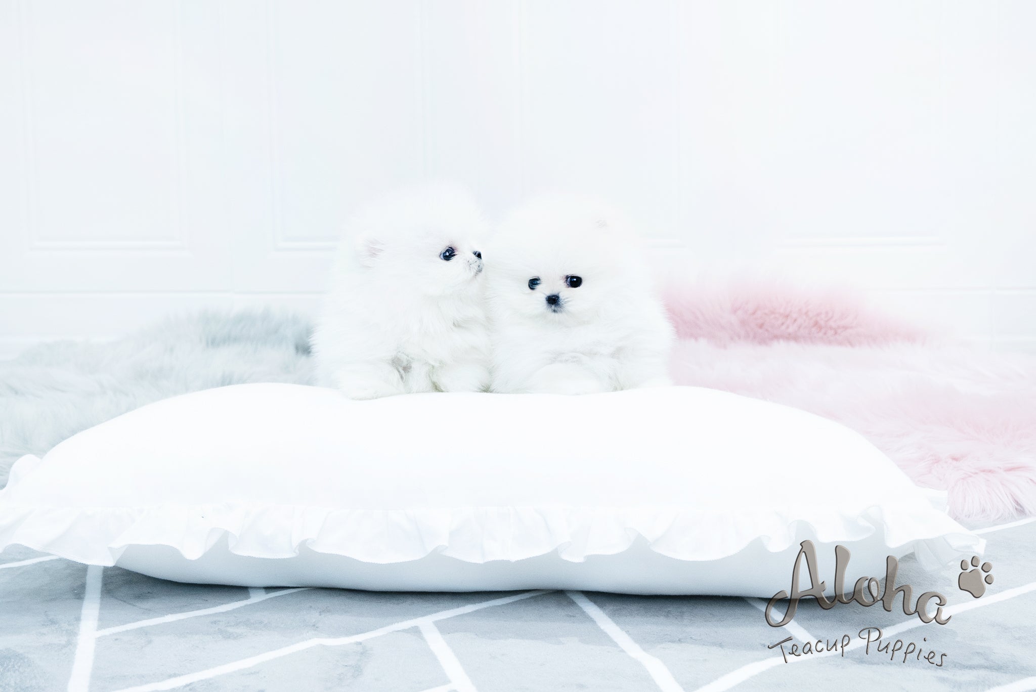 Bear [TEACUP POMERANIAN]