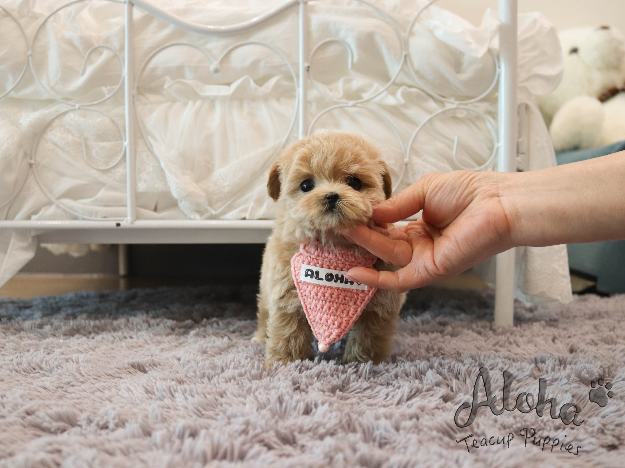 MAPLE [TEACUP MALTIPOO]