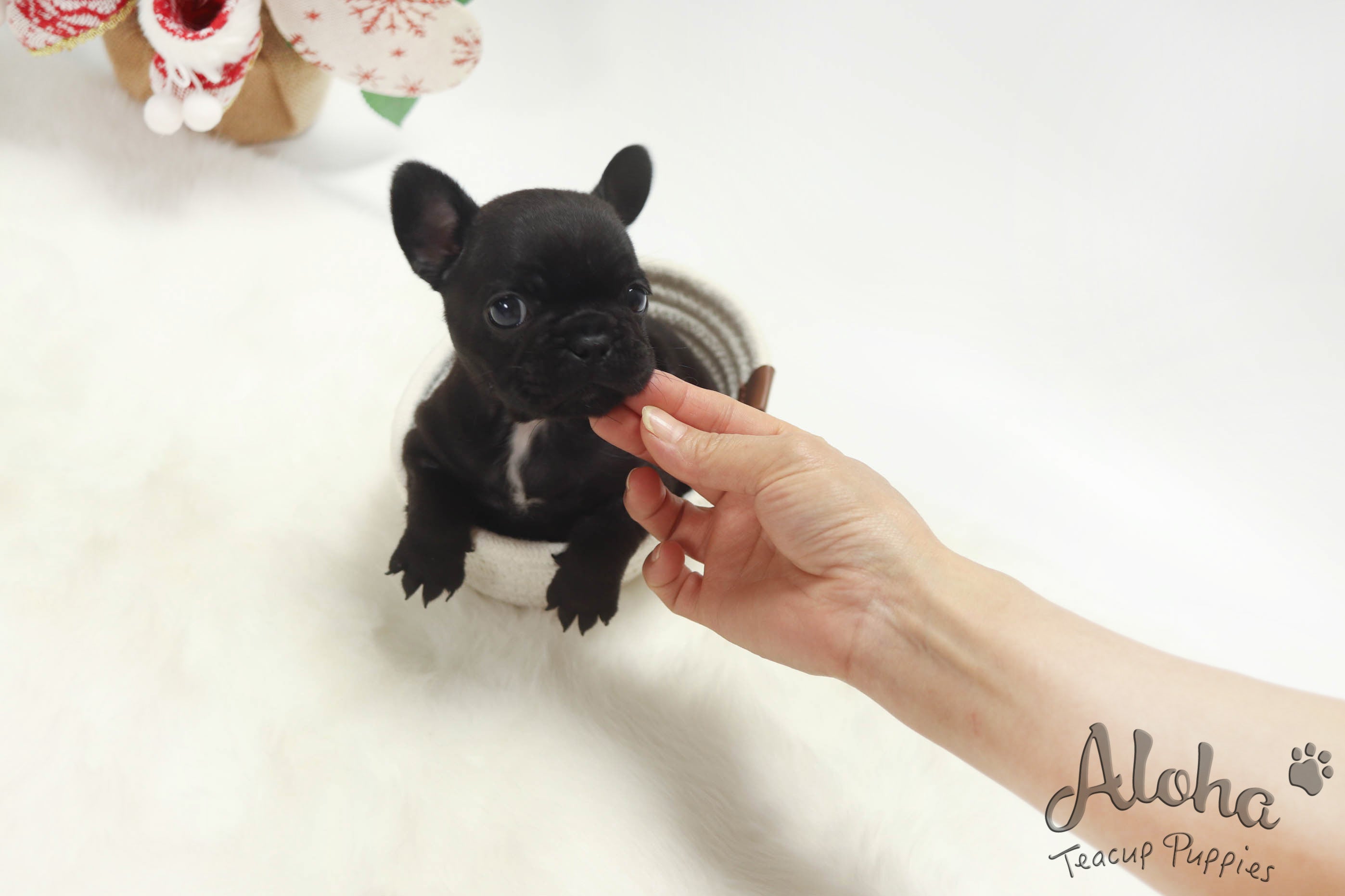 Reservation to Delilah, Bella [TEACUP FRENCH]