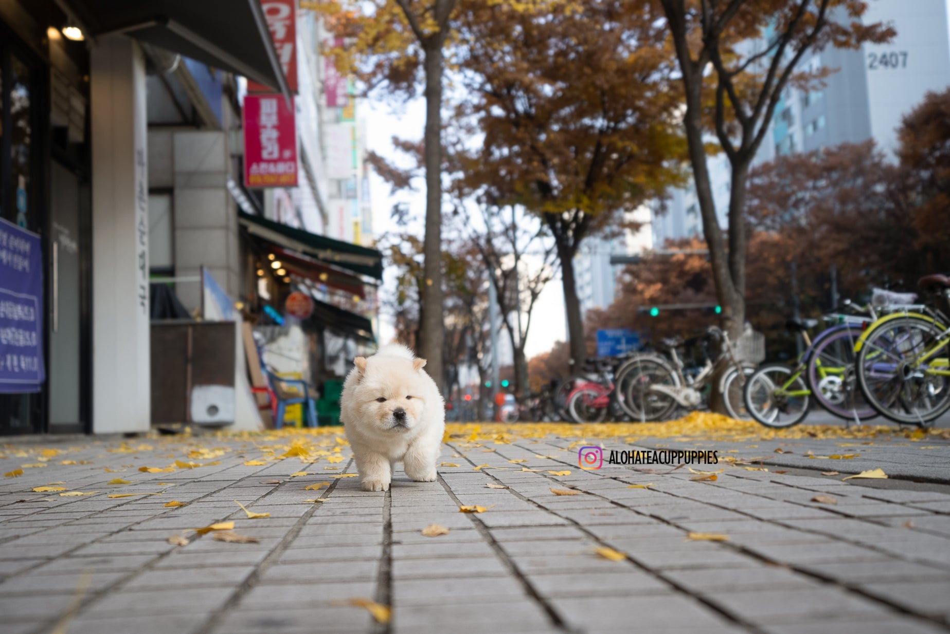 Cow [Mini Chow Chow]