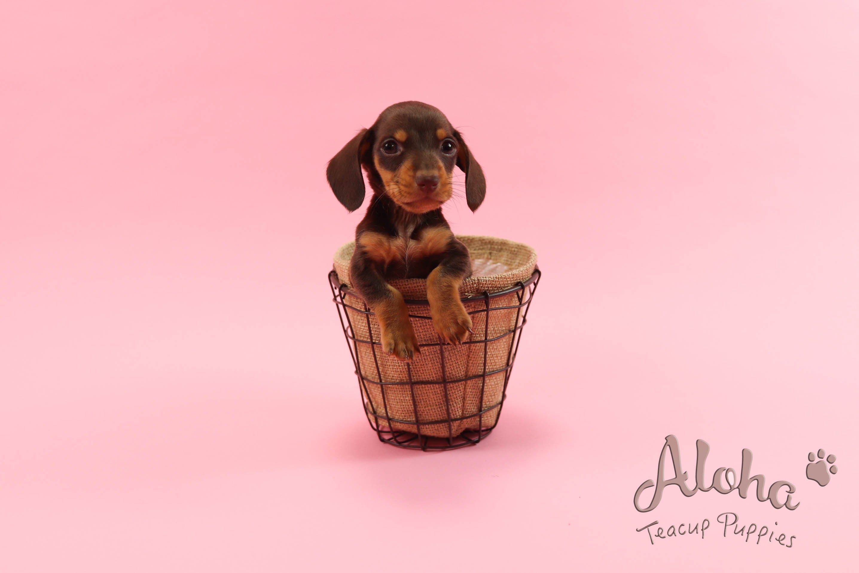 Sold to Chantal, Bob [Teacup Dachshund]